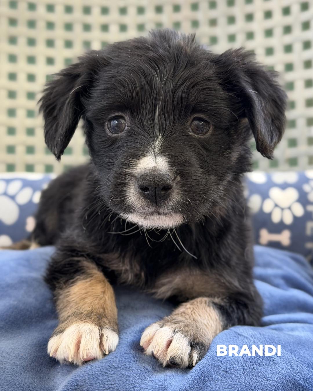 Enlarge Brandi, an adopted mixed breed in Los Angeles, CA image 1/1