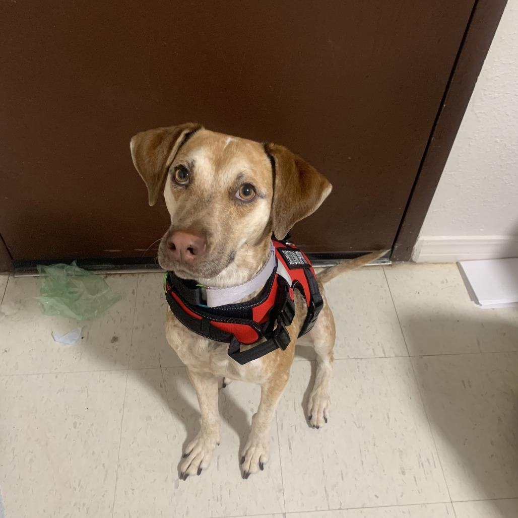 Buttercup, Adoptable, Adult Female Hound & Mixed Breed.