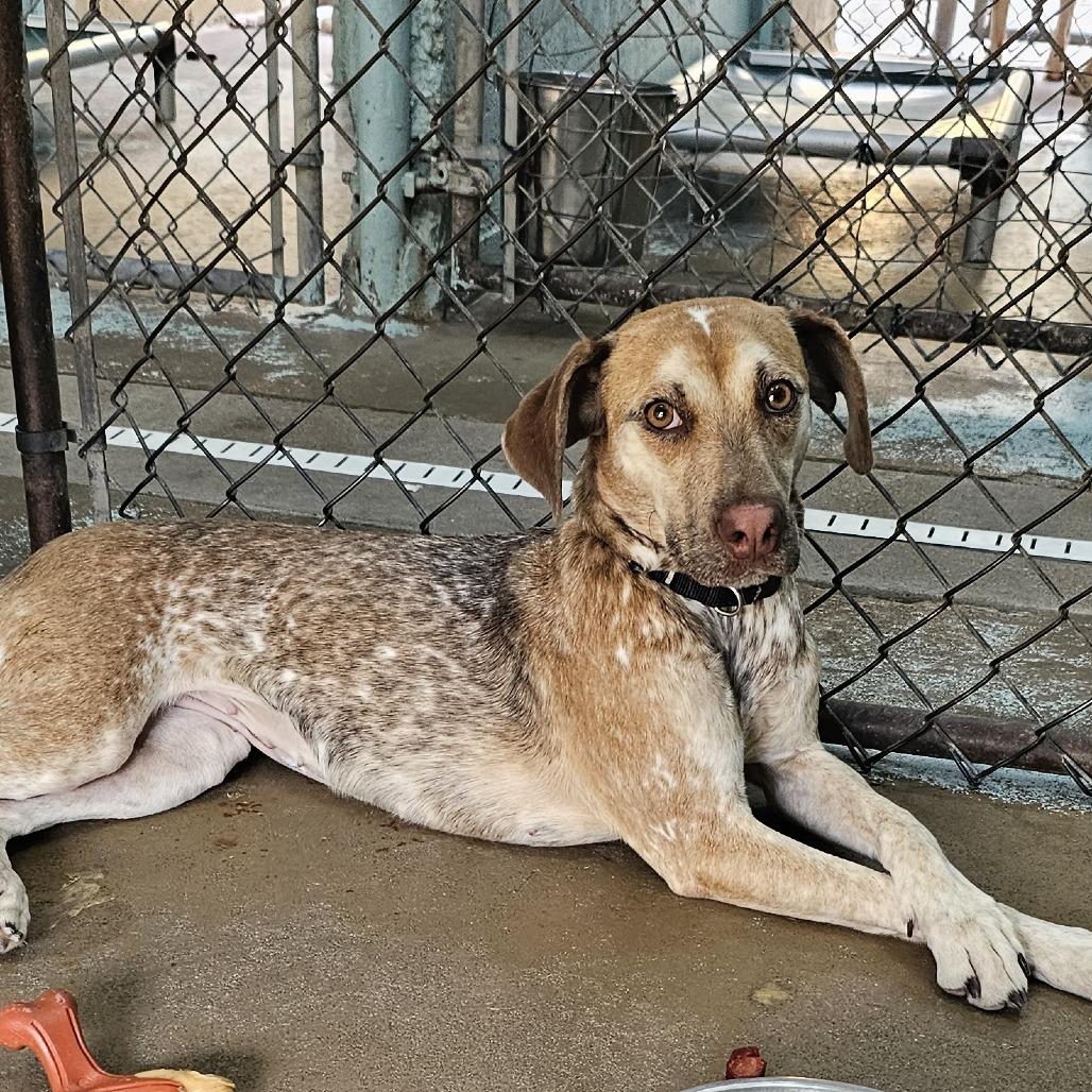 Enlarge Buttercup, a Adoptable mixed breed in Tulsa, OK image 2/2