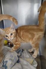 Arancia, Adoptable, Young Female Domestic Medium Hair.