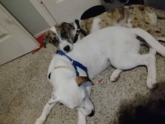 Scooter, Adoptable, Young Female Hound & Catahoula Leopard Dog.