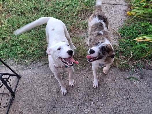 Scooter, a Adoptable mixed breed in Rowlett, TX image 2/3