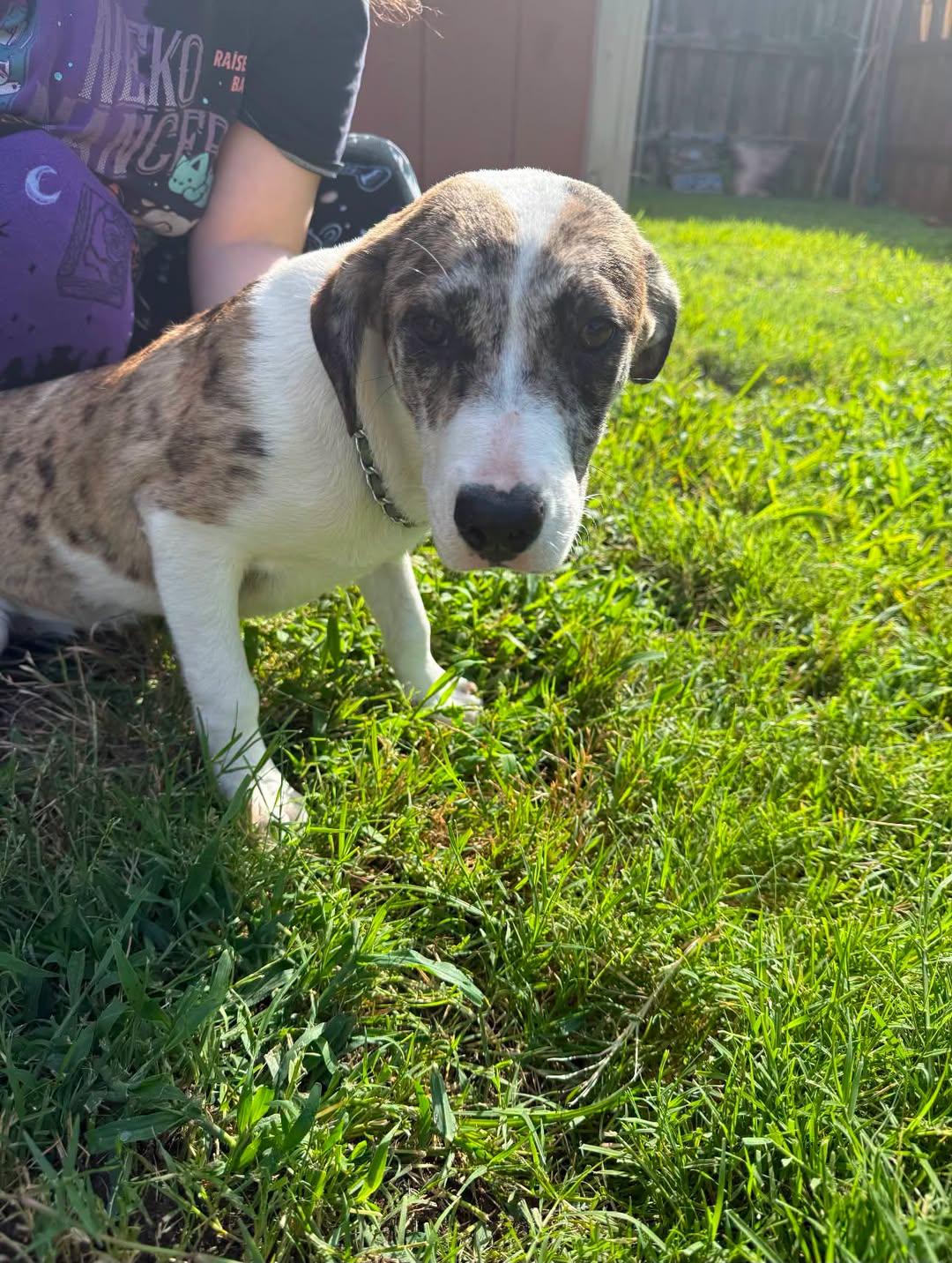 Scooter, a Adoptable mixed breed in Rowlett, TX image 3/3