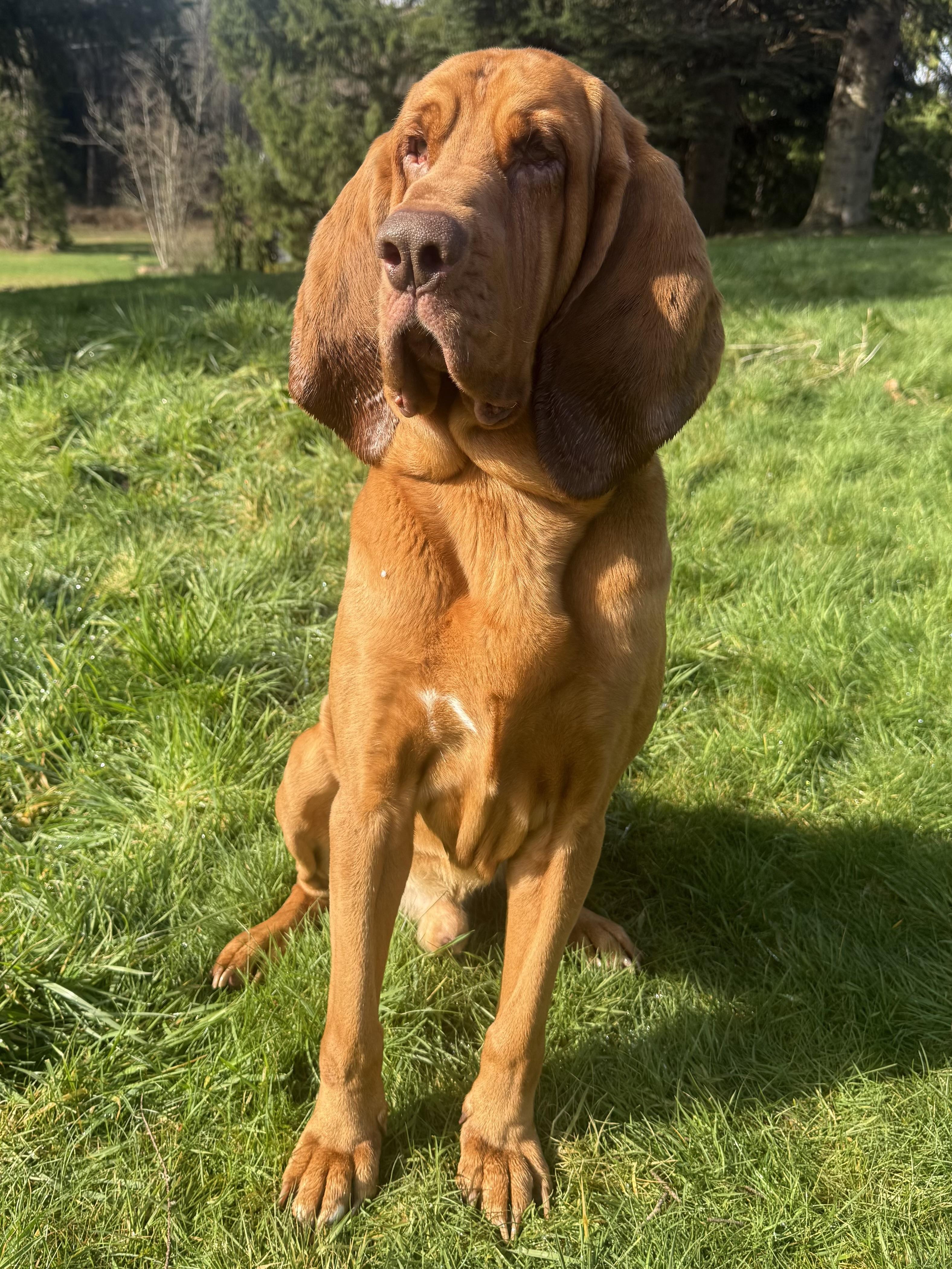Dexter, ADOPTABLE, Adult Male Bloodhound.