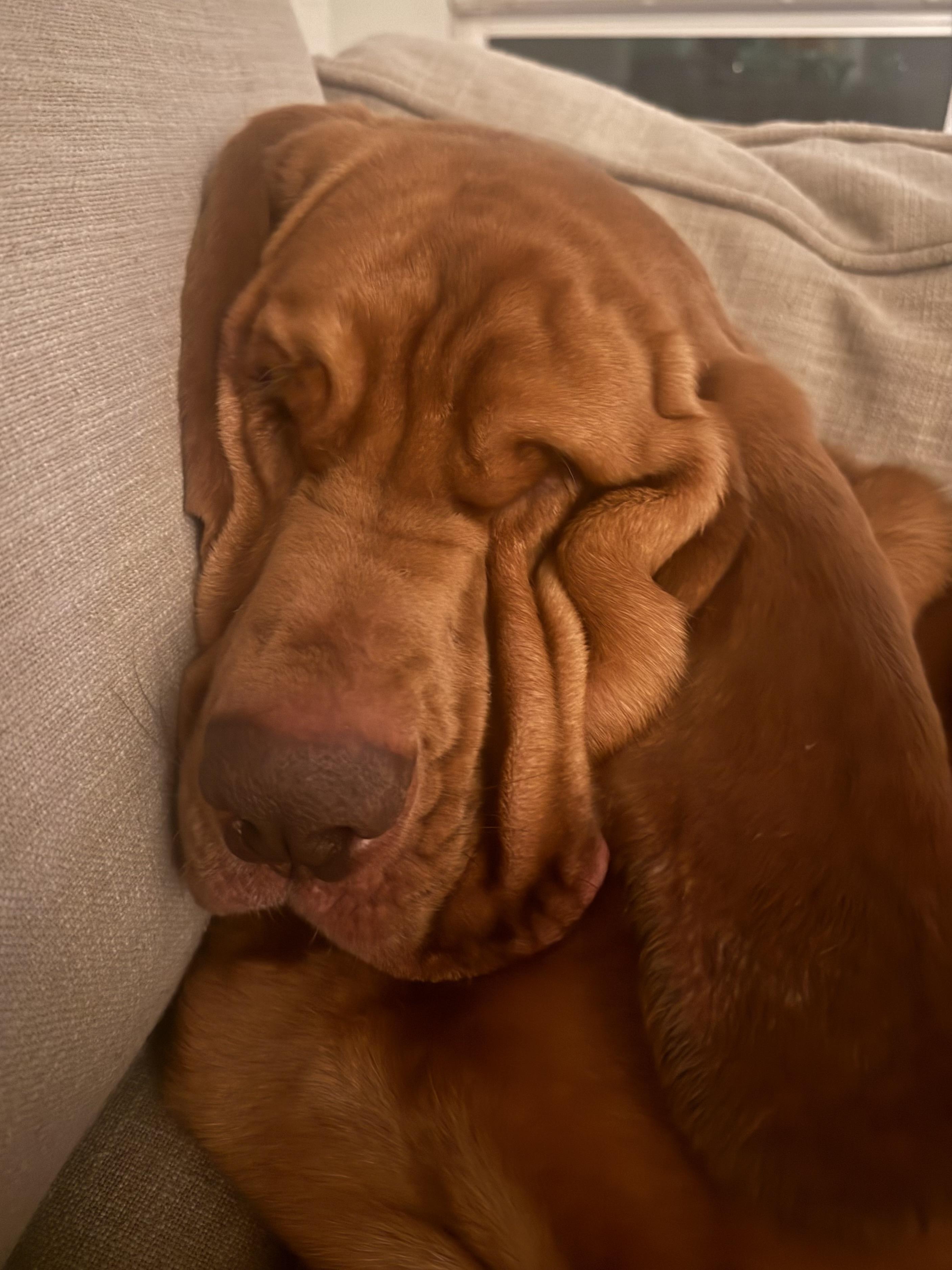 Enlarge Dexter, a ADOPTABLE Bloodhound in Silvana, WA image 2/4