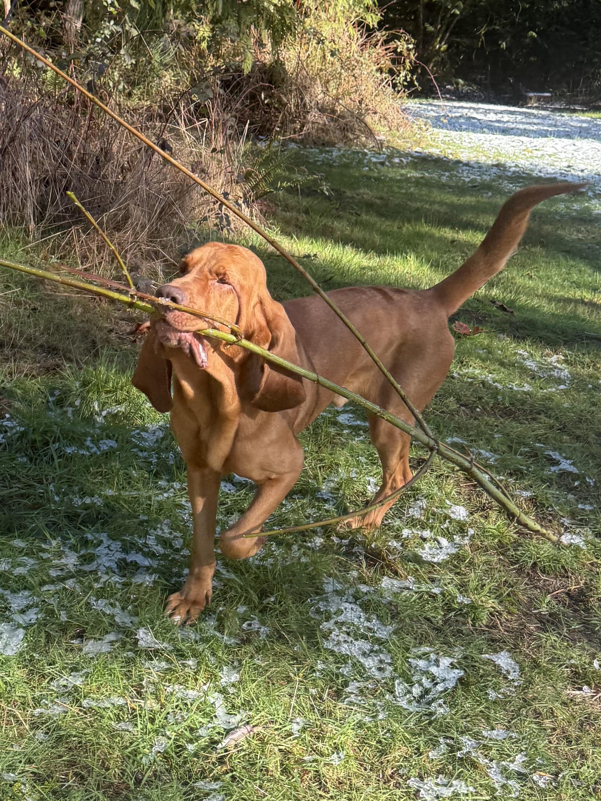 Enlarge Dexter, a ADOPTABLE Bloodhound in Silvana, WA image 3/4