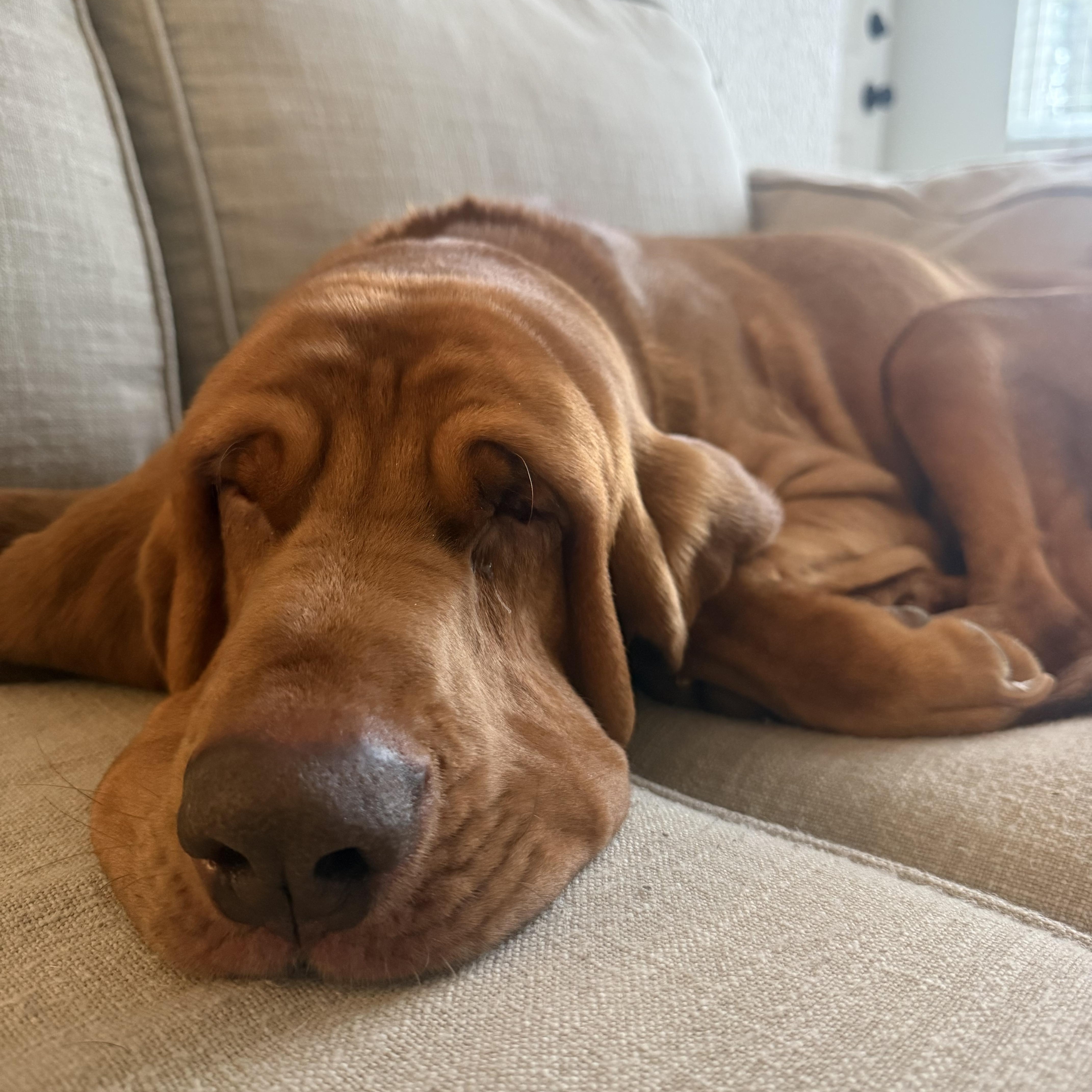 Enlarge Dexter, a ADOPTABLE Bloodhound in Silvana, WA image 4/4