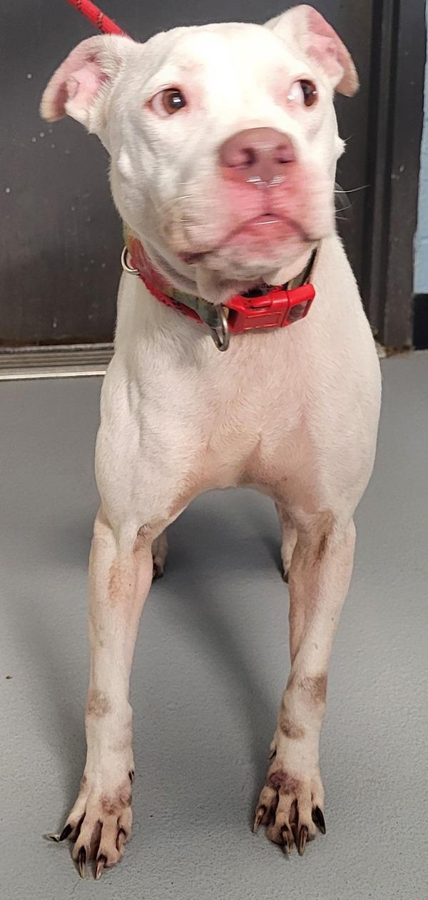 Enlarge Pen 115c Queenie, a Adoptable mixed breed in Lawrenceville, GA image 1/1