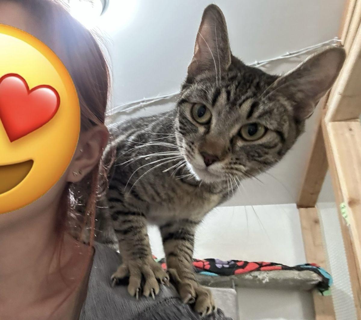 Chachi, a Adoptable Tabby in Midway City, CA image 3/6