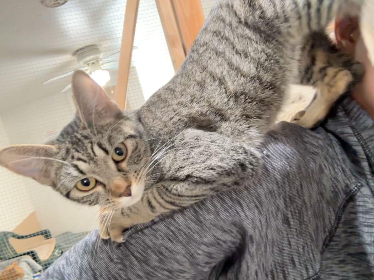 Chachi, a Adoptable Tabby in Midway City, CA image 2/6