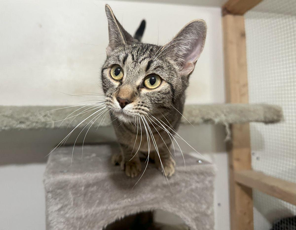 Chachi, a Adoptable Tabby in Midway City, CA image 1/6