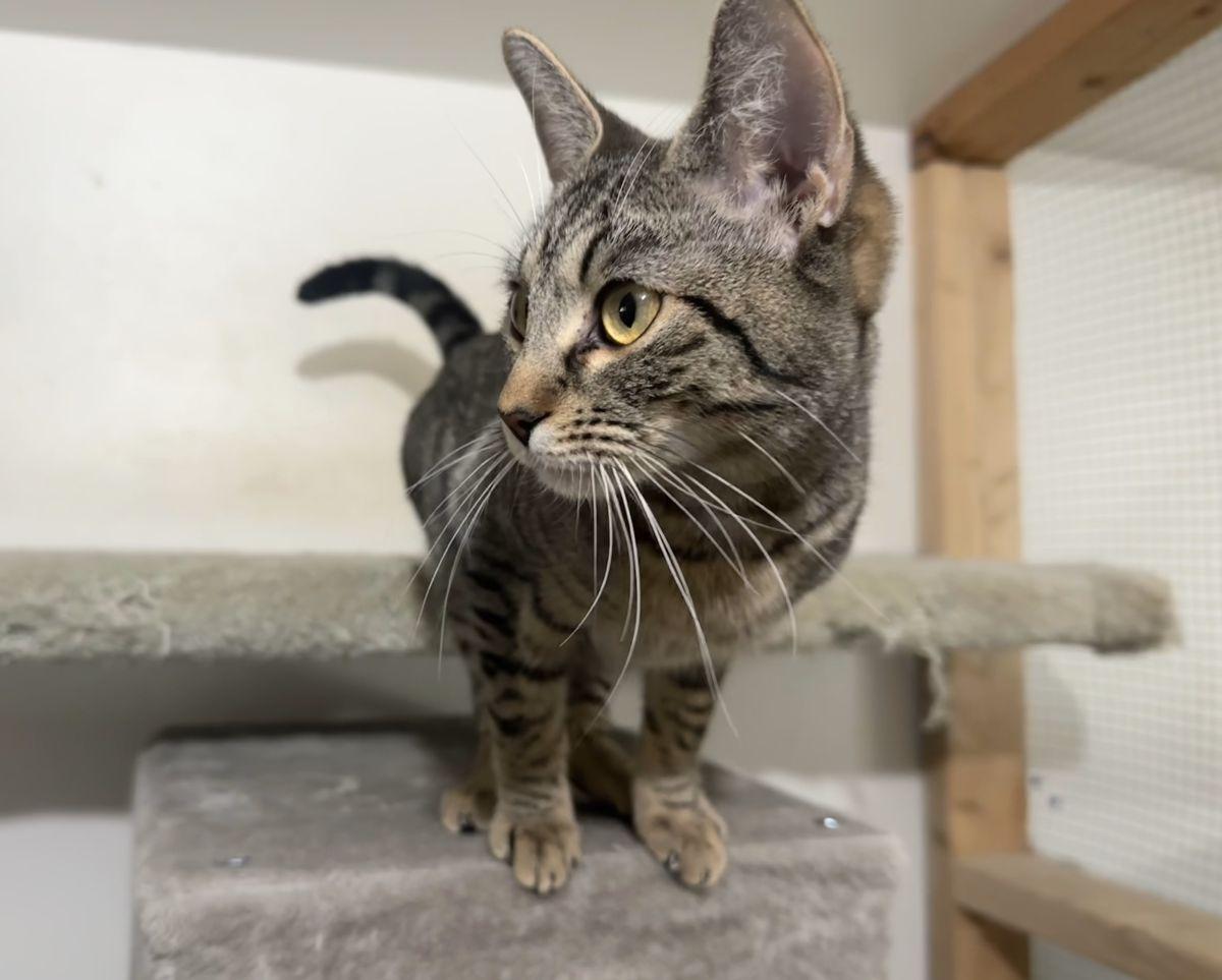 Chachi, a Adoptable Tabby in Midway City, CA image 4/6