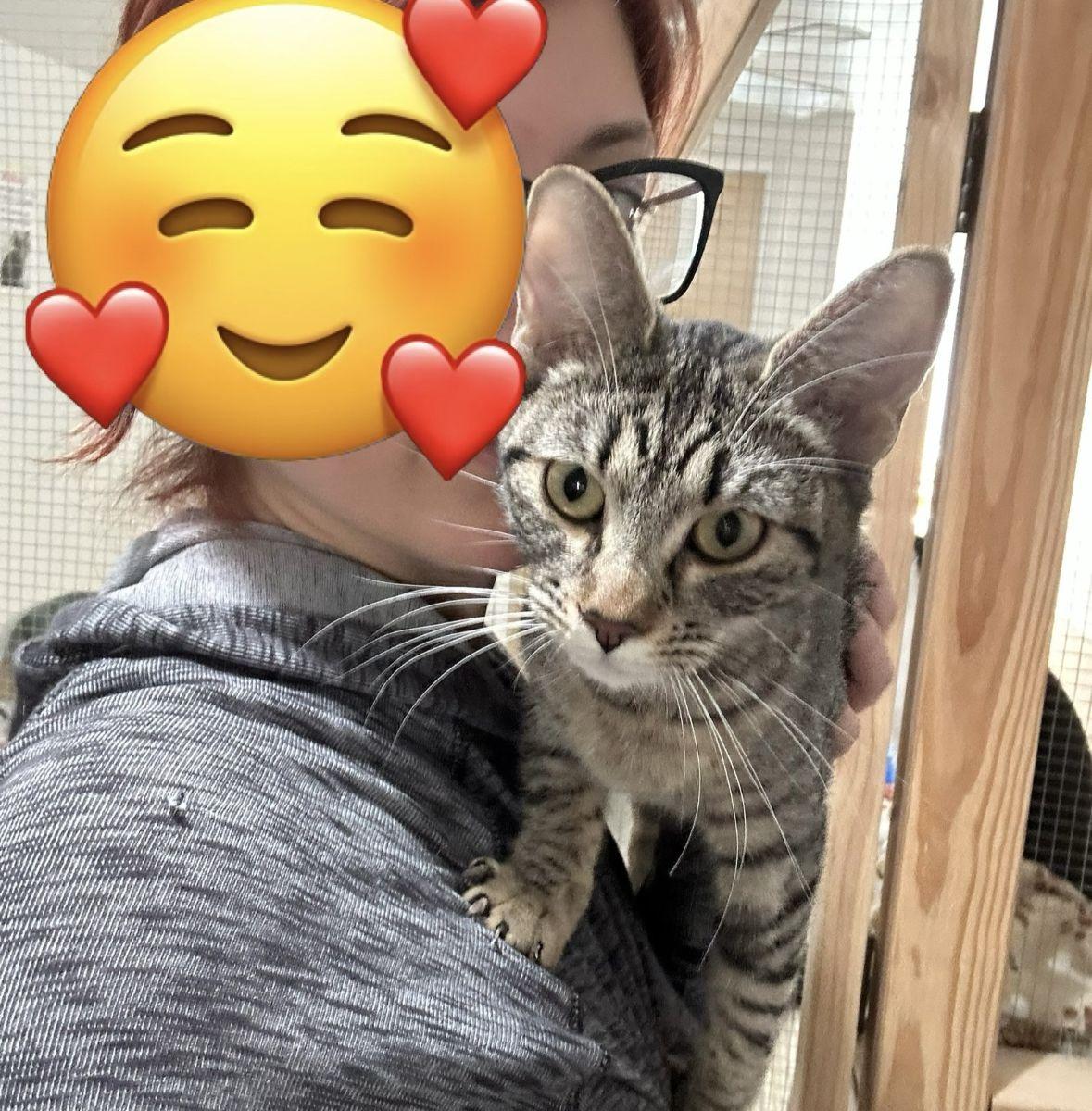 Chachi, a Adoptable Tabby in Midway City, CA image 5/6