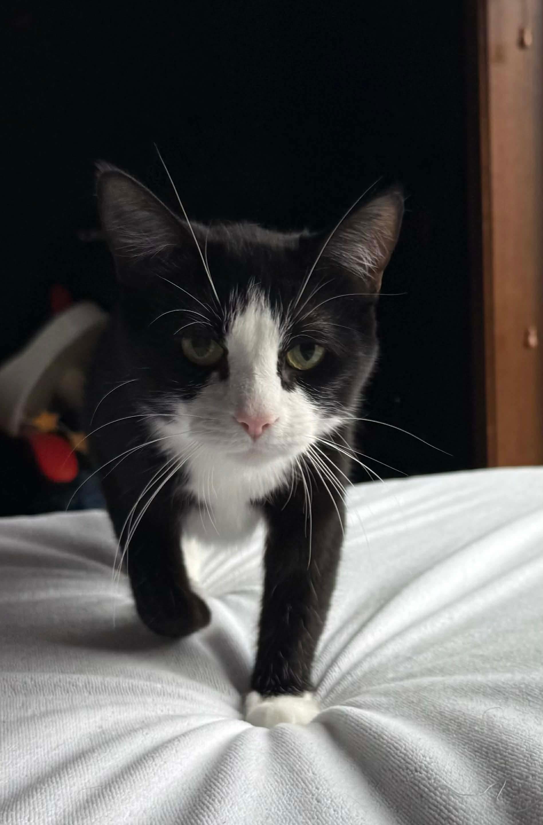 Enlarge Mittens, a ADOPTABLE Domestic Short Hair in Sioux Falls, SD image 2/2