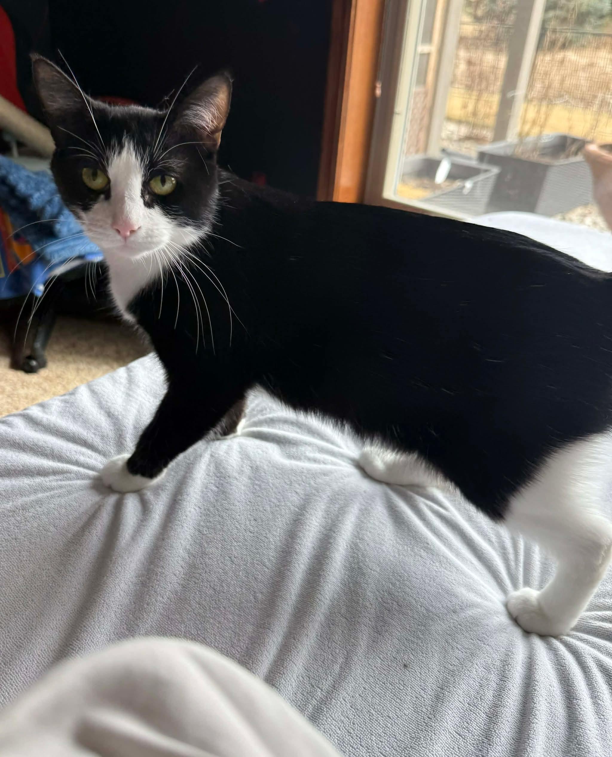 Mittens, ADOPTABLE, Young Female Domestic Short Hair.