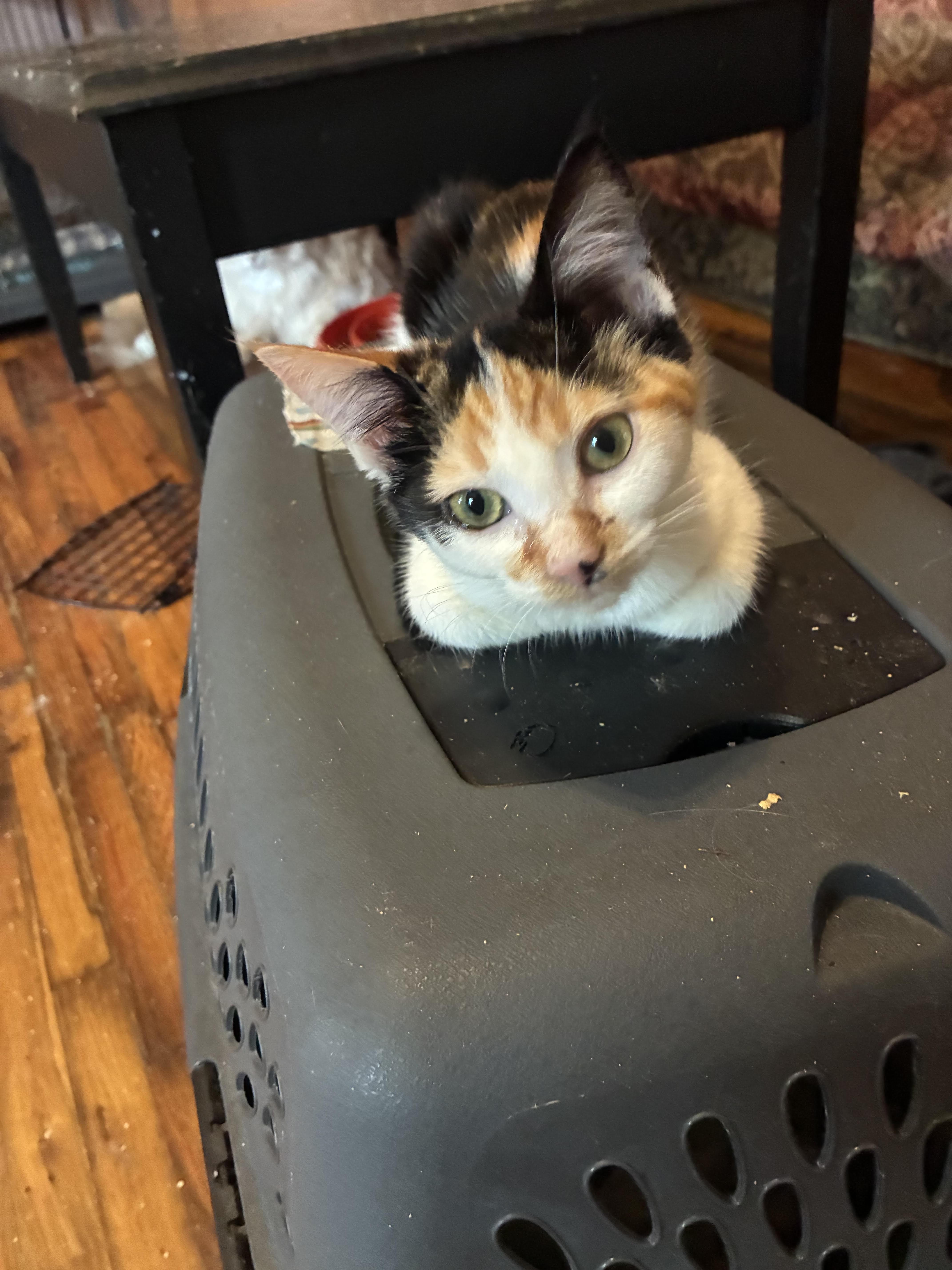 Wanda, ADOPTABLE, Kitten Female Calico & Domestic Short Hair.