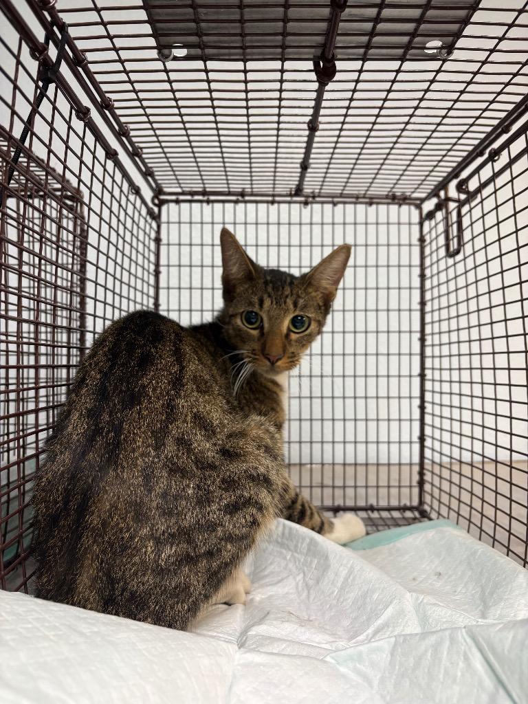 Gingerbread, Adoptable, Young Male Domestic Short Hair.