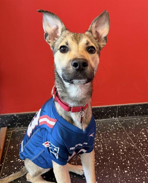 Enlarge MOUSE, a Adoptable mixed breed in Brewster, MA image 1/1