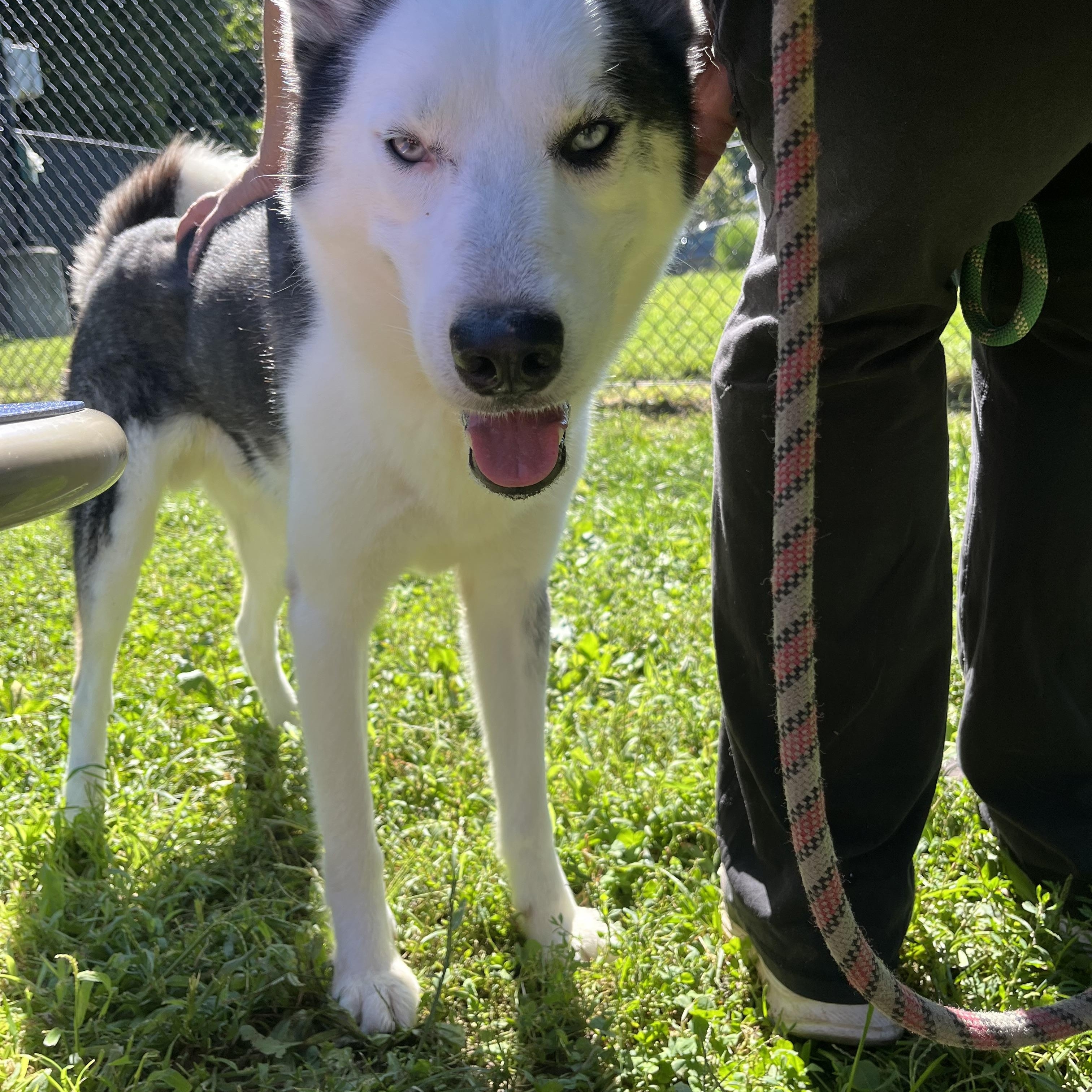 Enlarge Denver, a Adopted Siberian Husky in Yonkers, NY image 2/6