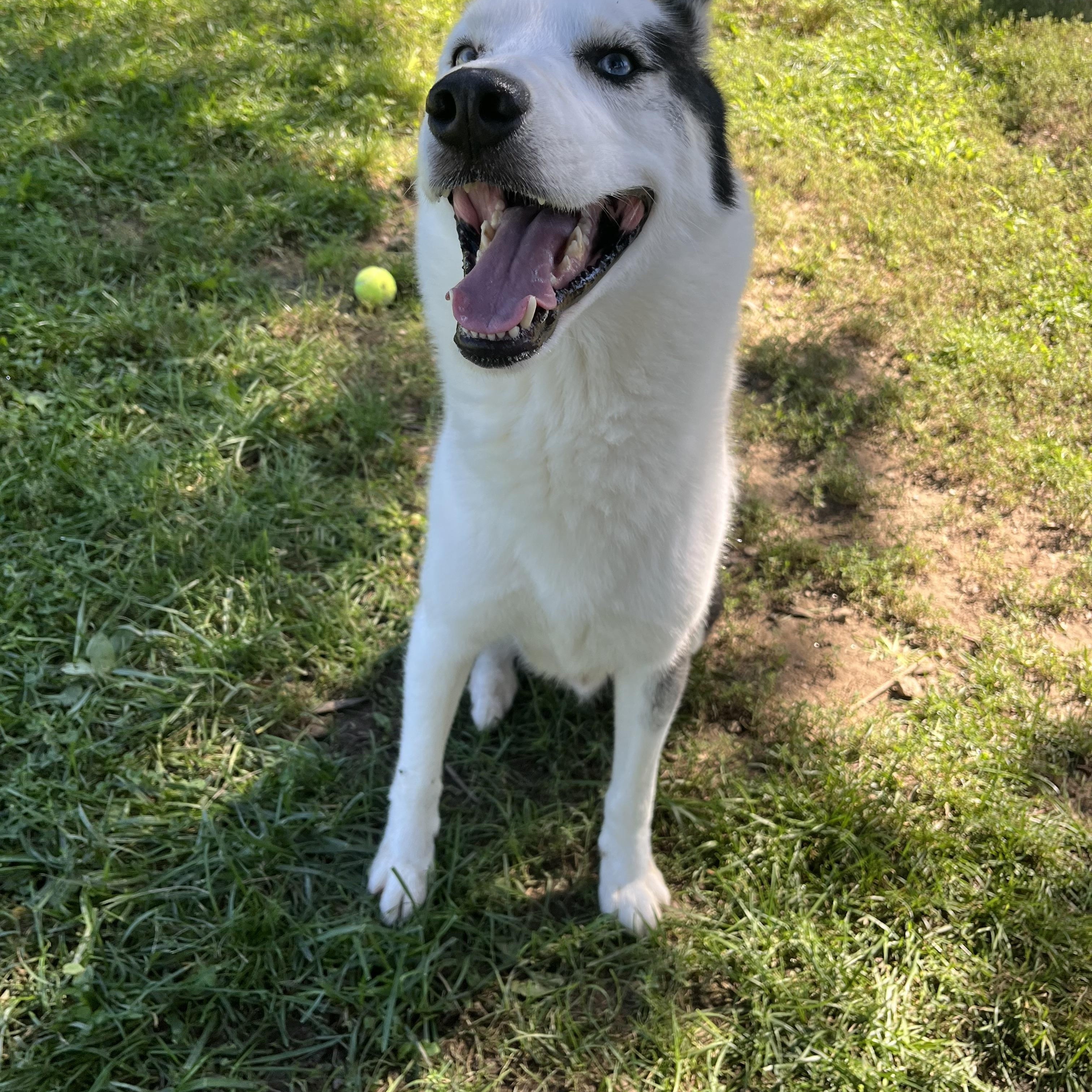 Denver, Adopted, Young Male Siberian Husky.
