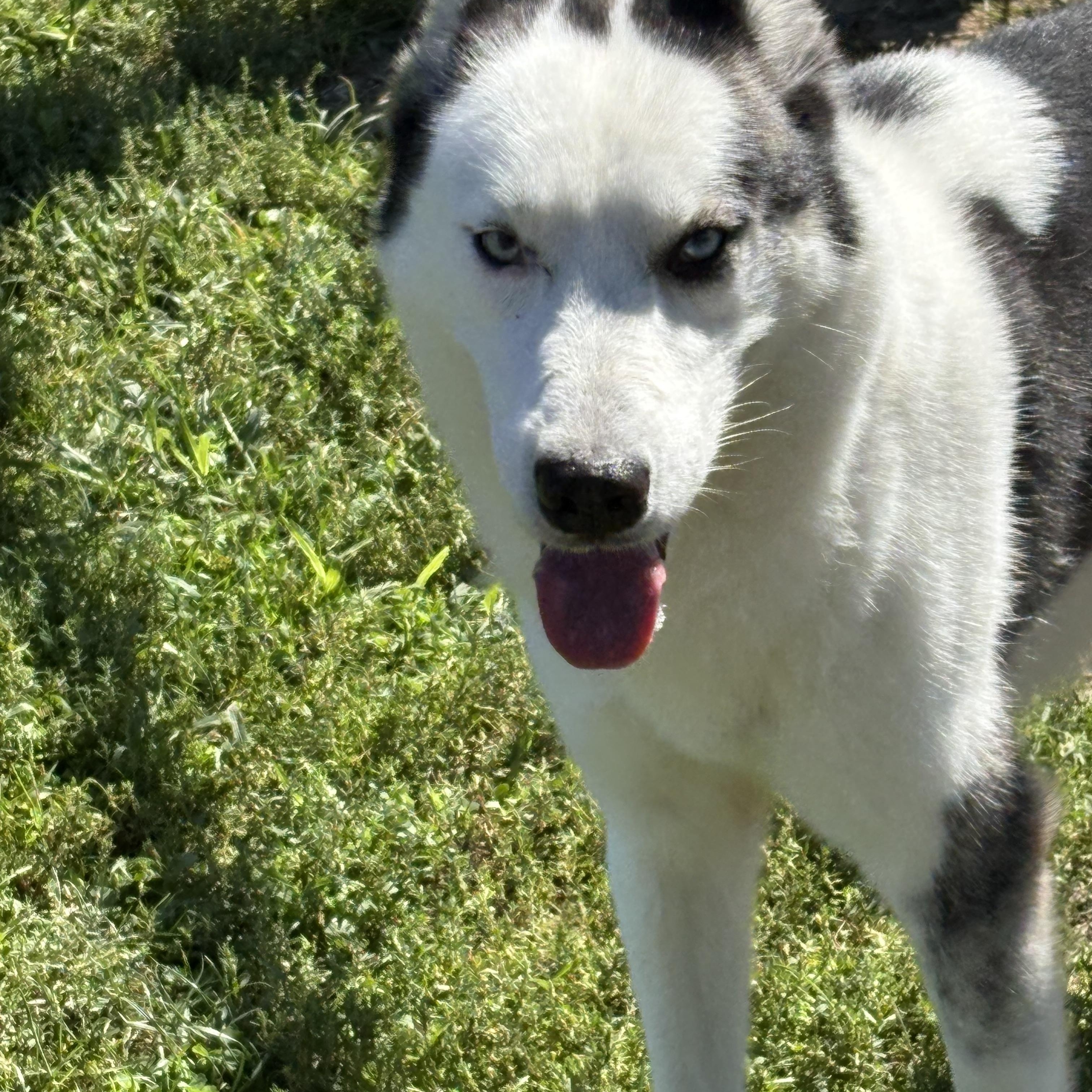 Enlarge Denver, a Adopted Siberian Husky in Yonkers, NY image 5/6
