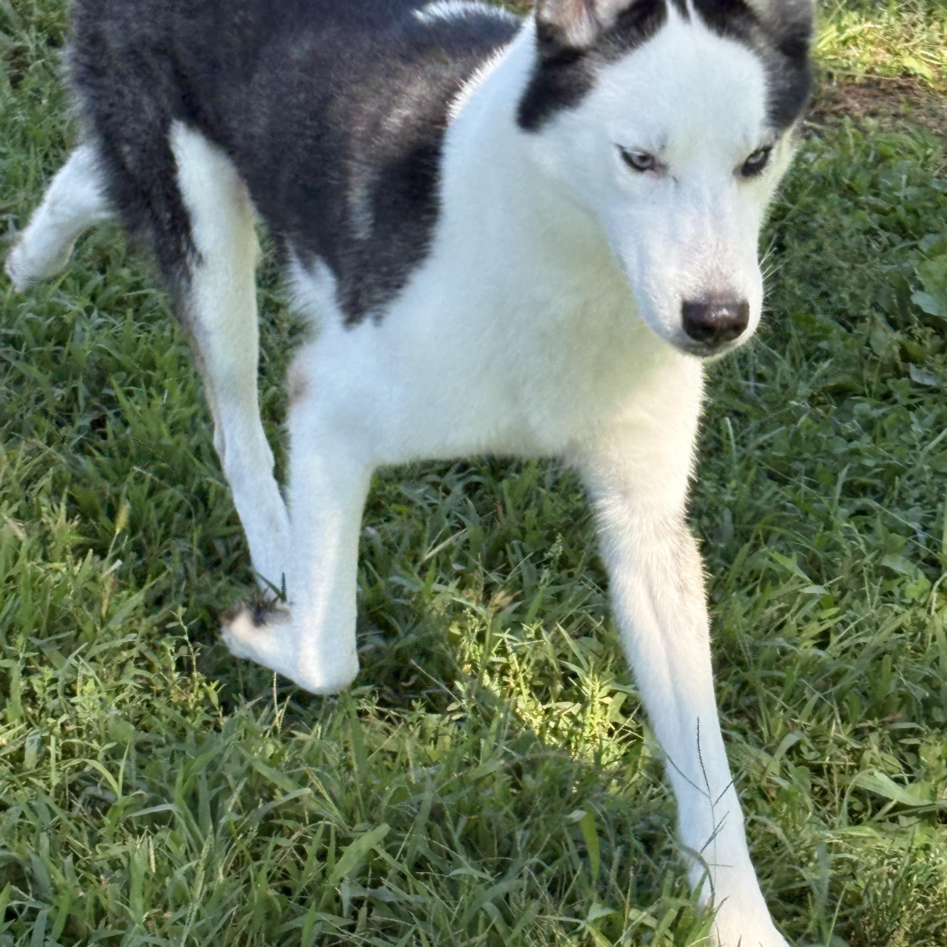 Enlarge Denver, a Adopted Siberian Husky in Yonkers, NY image 4/6