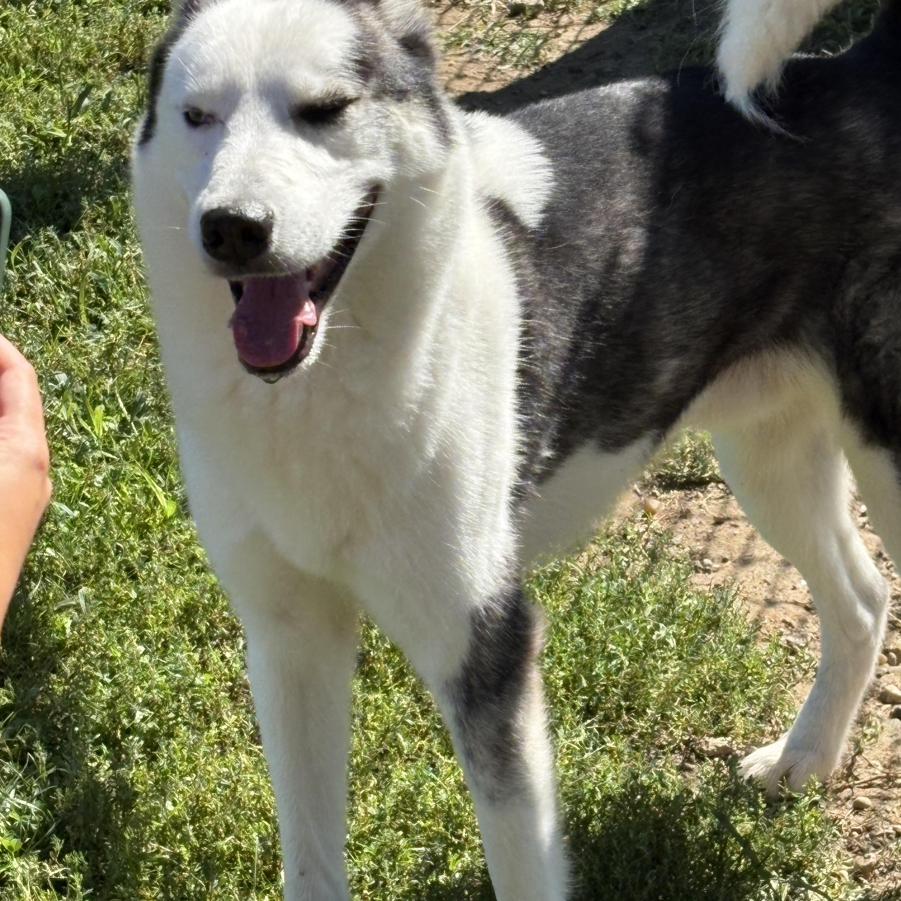 Enlarge Denver, a Adopted Siberian Husky in Yonkers, NY image 3/6