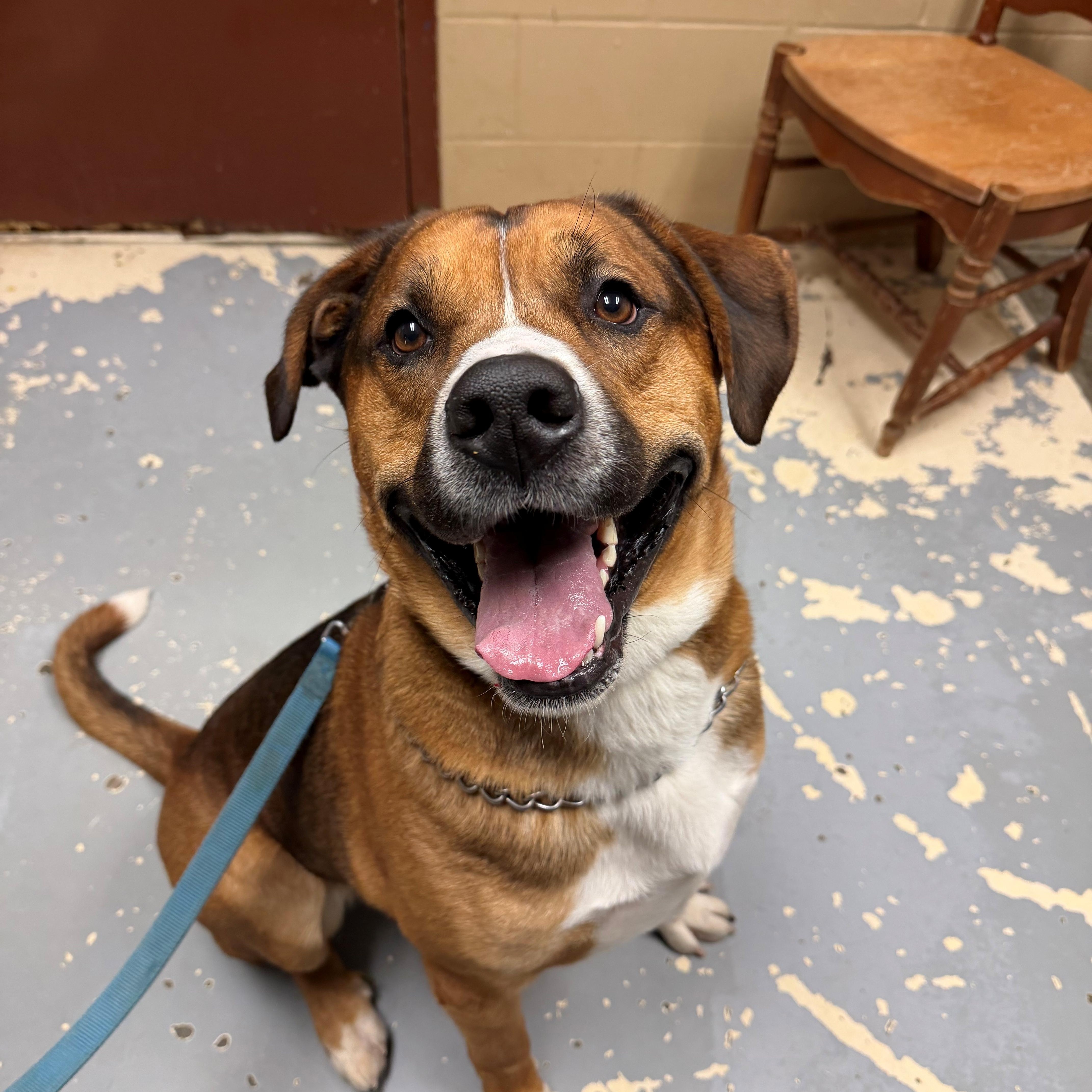 Benji, ADOPTABLE, Adult Male Bernese Mountain Dog & Akita.