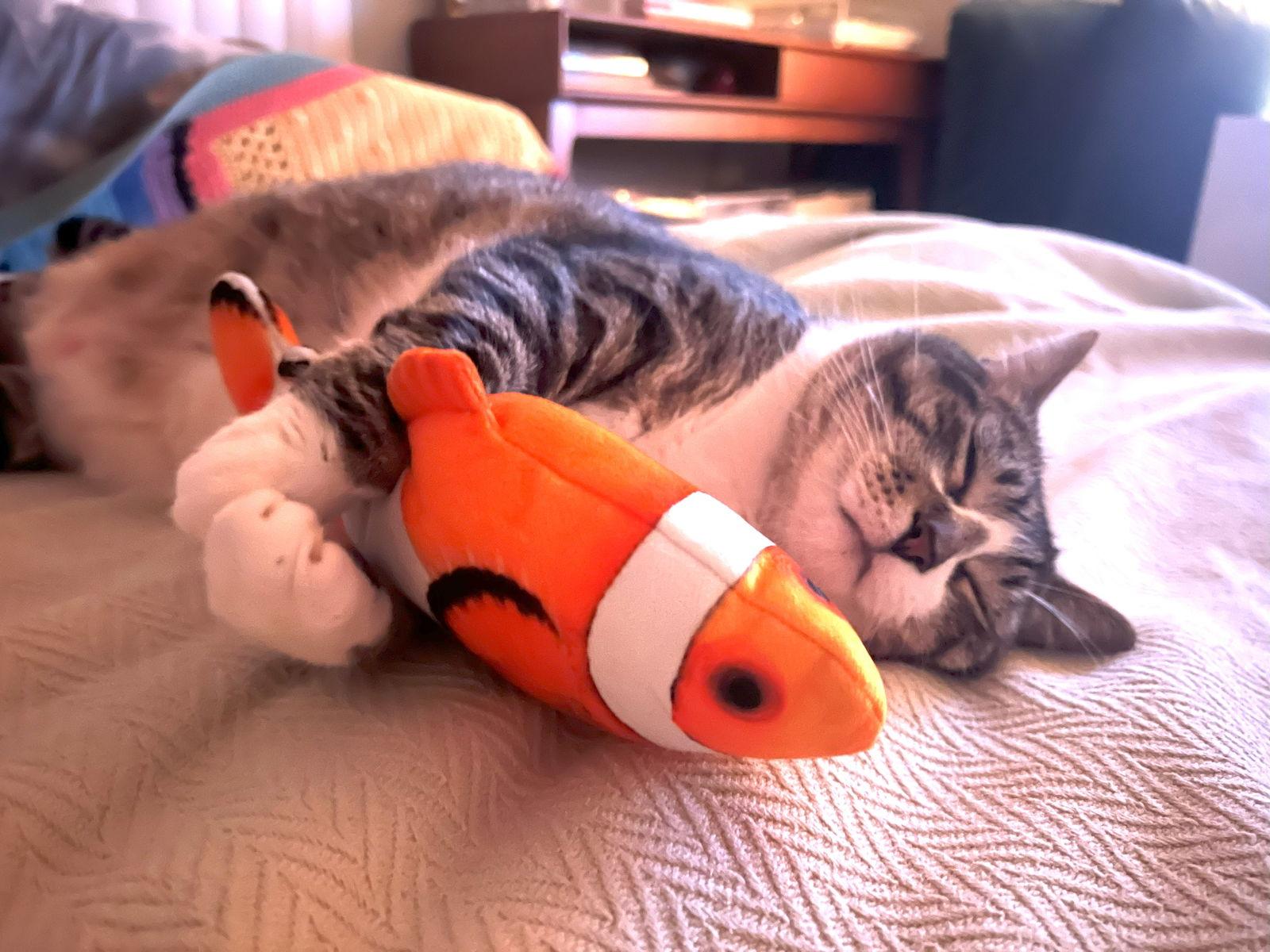 Venus, Adoptable, Adult Female Tabby & Domestic Short Hair.