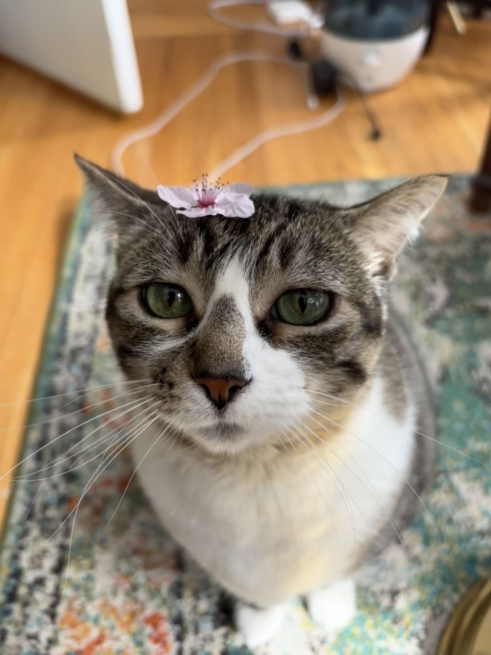 Enlarge Venus, a Adopted mixed breed in Oakland, CA image 3/3