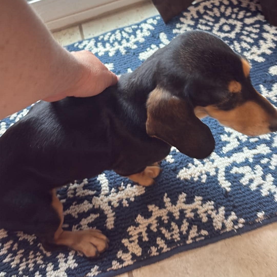 Enlarge Violet , a Adoptable Dachshund in Omaha, NE image 2/2