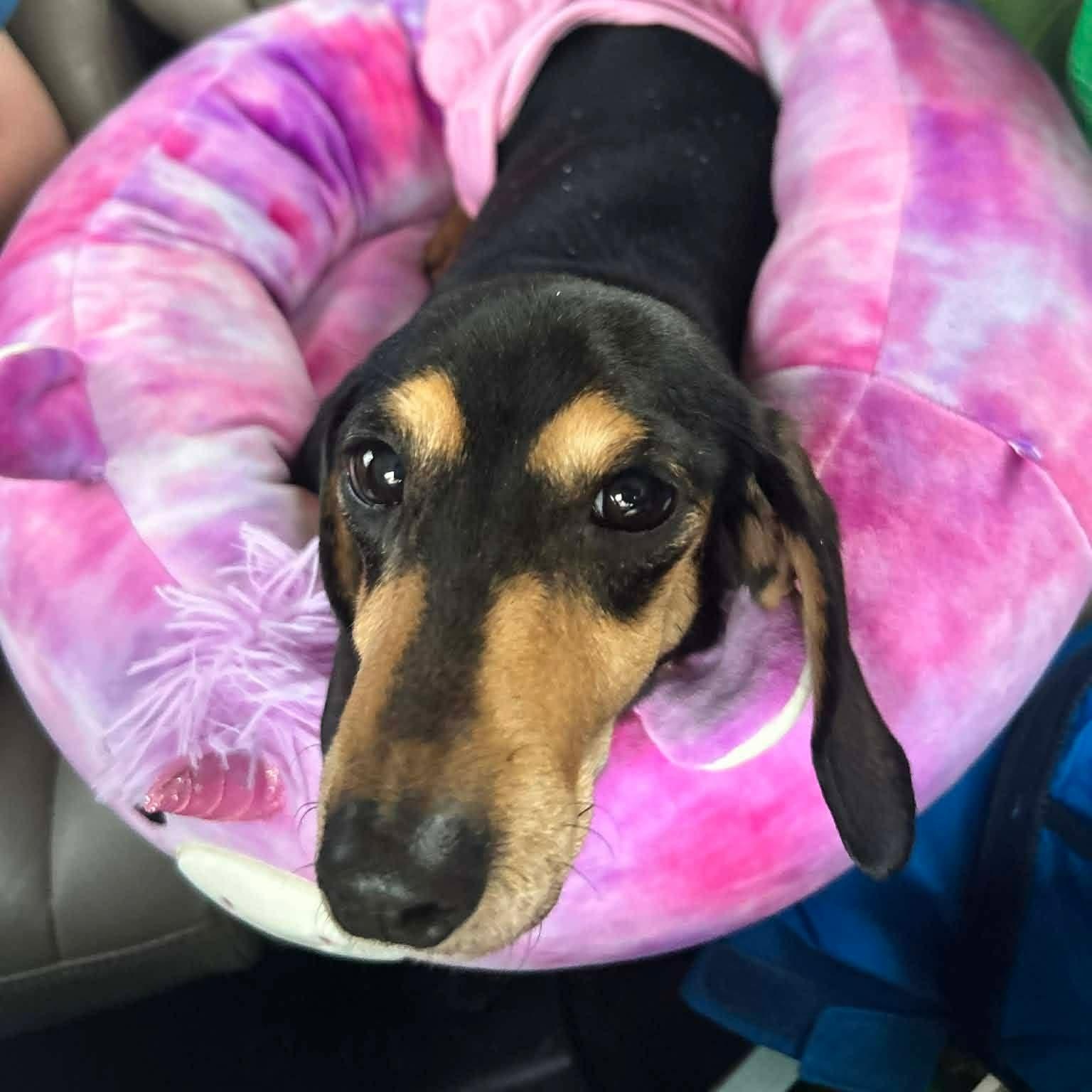 Enlarge Violet , a Adoptable Dachshund in Omaha, NE image 1/2