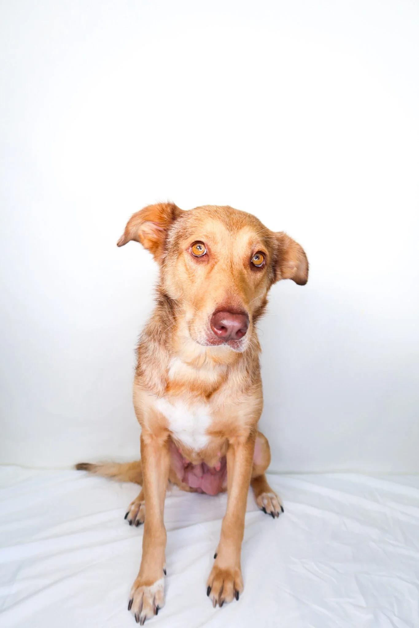 Nina, an adoptable mixed breed in Bixby, OK image 4/6