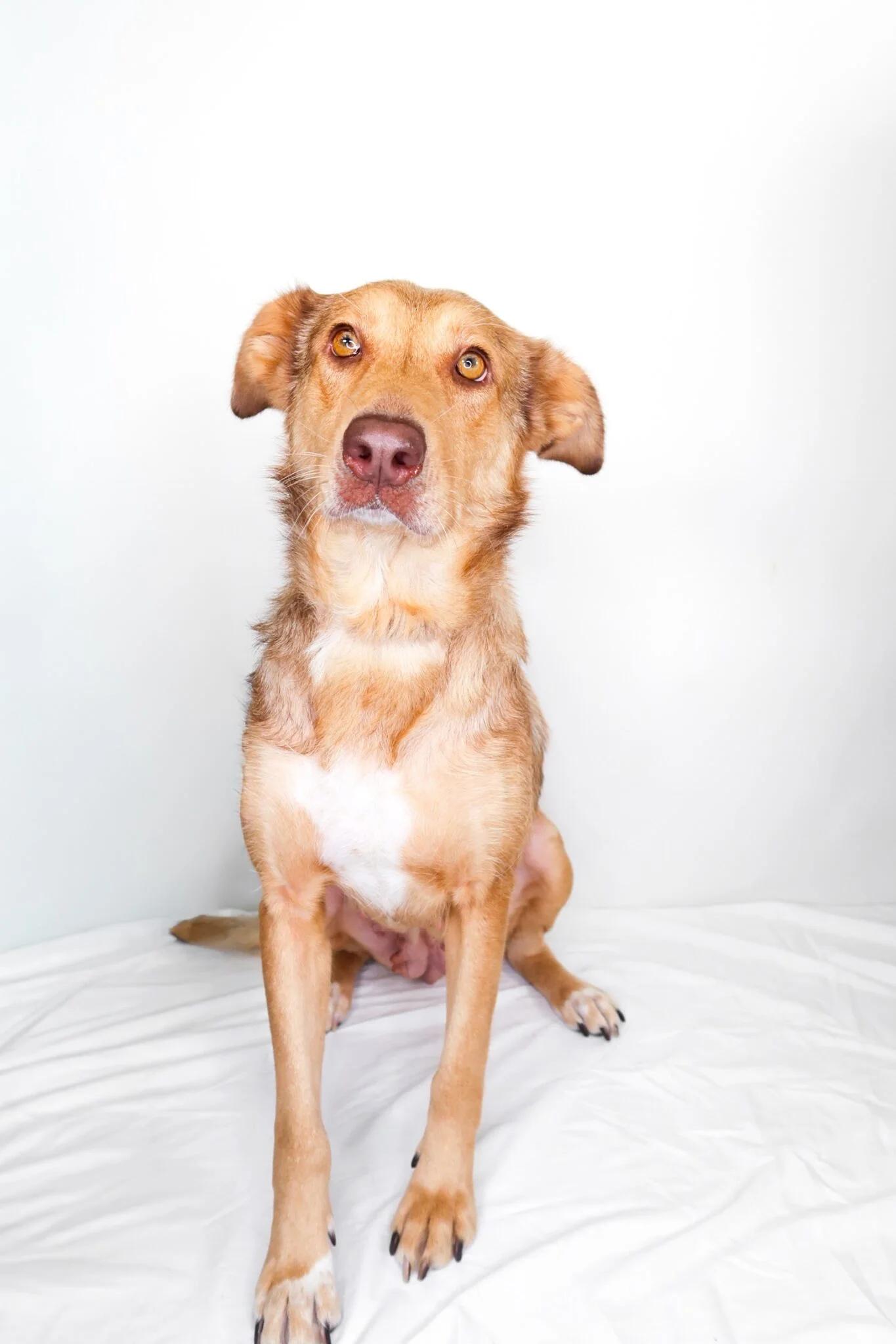Nina, an adoptable mixed breed in Bixby, OK image 3/6
