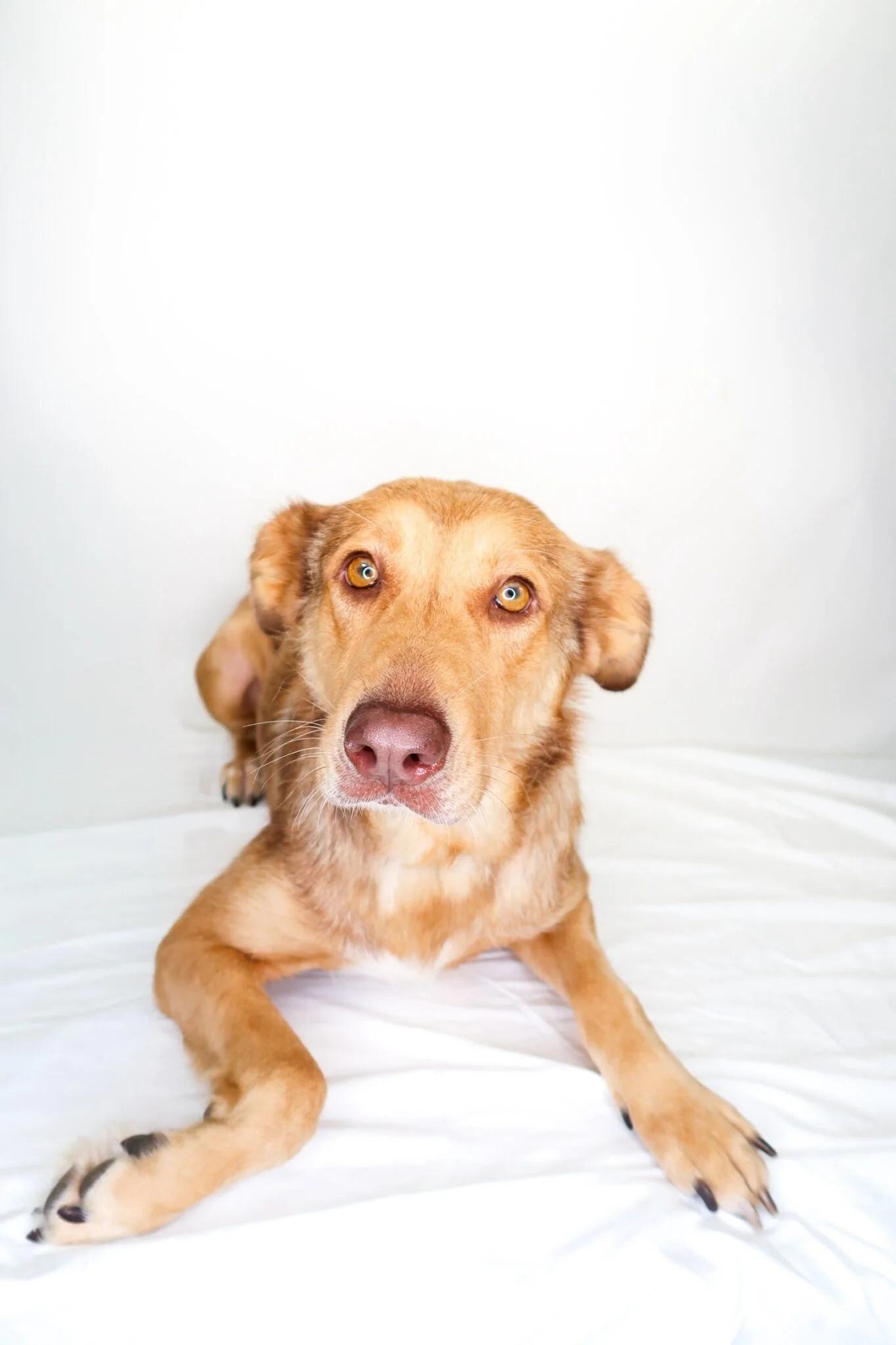 Nina, adoptable, Adult Female Retriever.