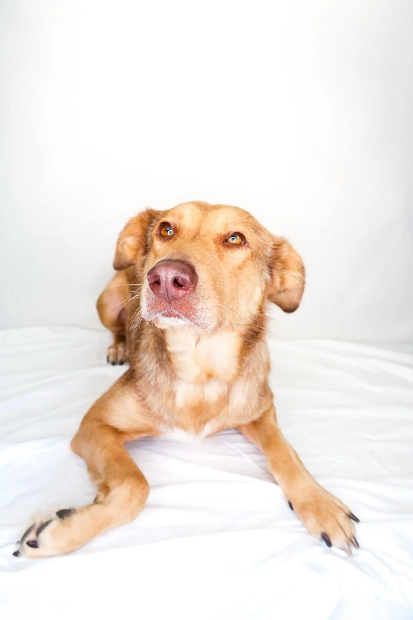 Nina, an adoptable mixed breed in Bixby, OK image 5/6