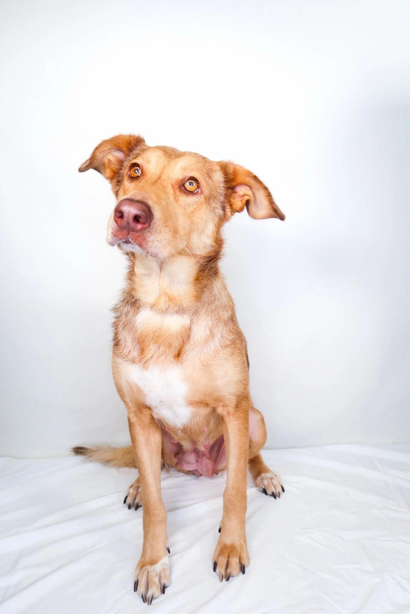 Nina, an adoptable mixed breed in Bixby, OK image 6/6
