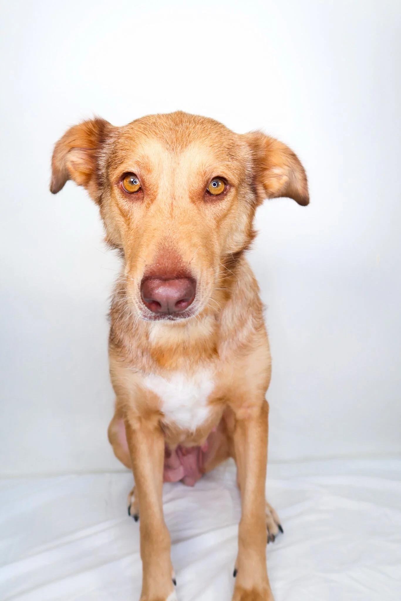 Nina, an adoptable mixed breed in Bixby, OK image 2/6