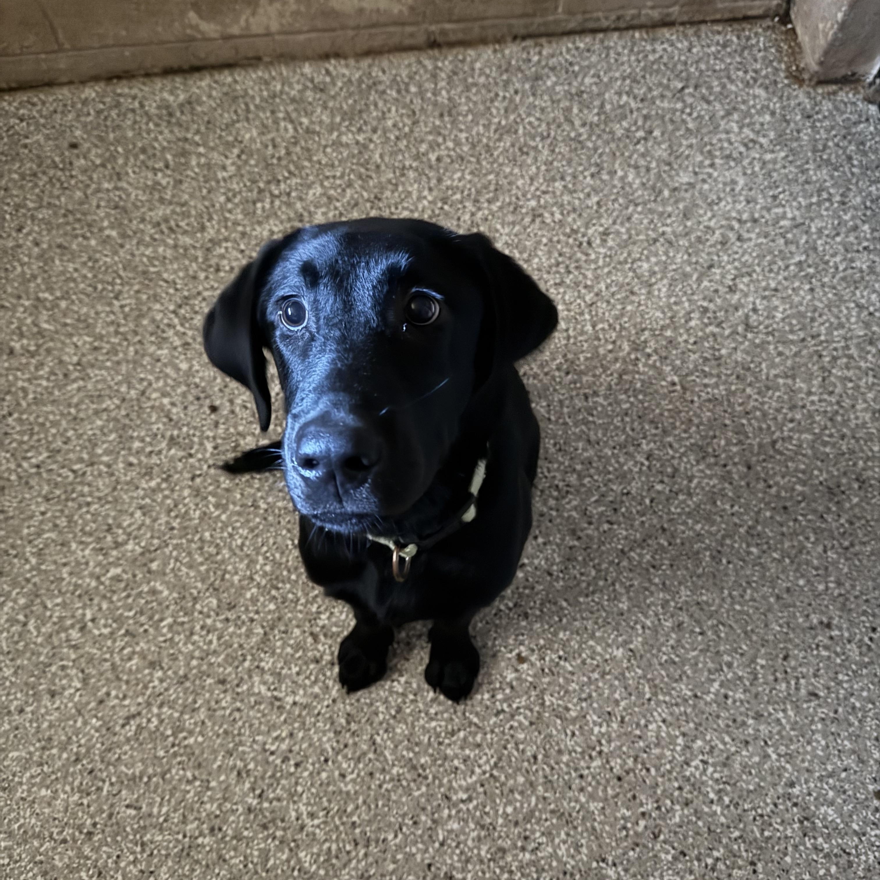 Billy, ADOPTABLE, Young Male Black Labrador Retriever.