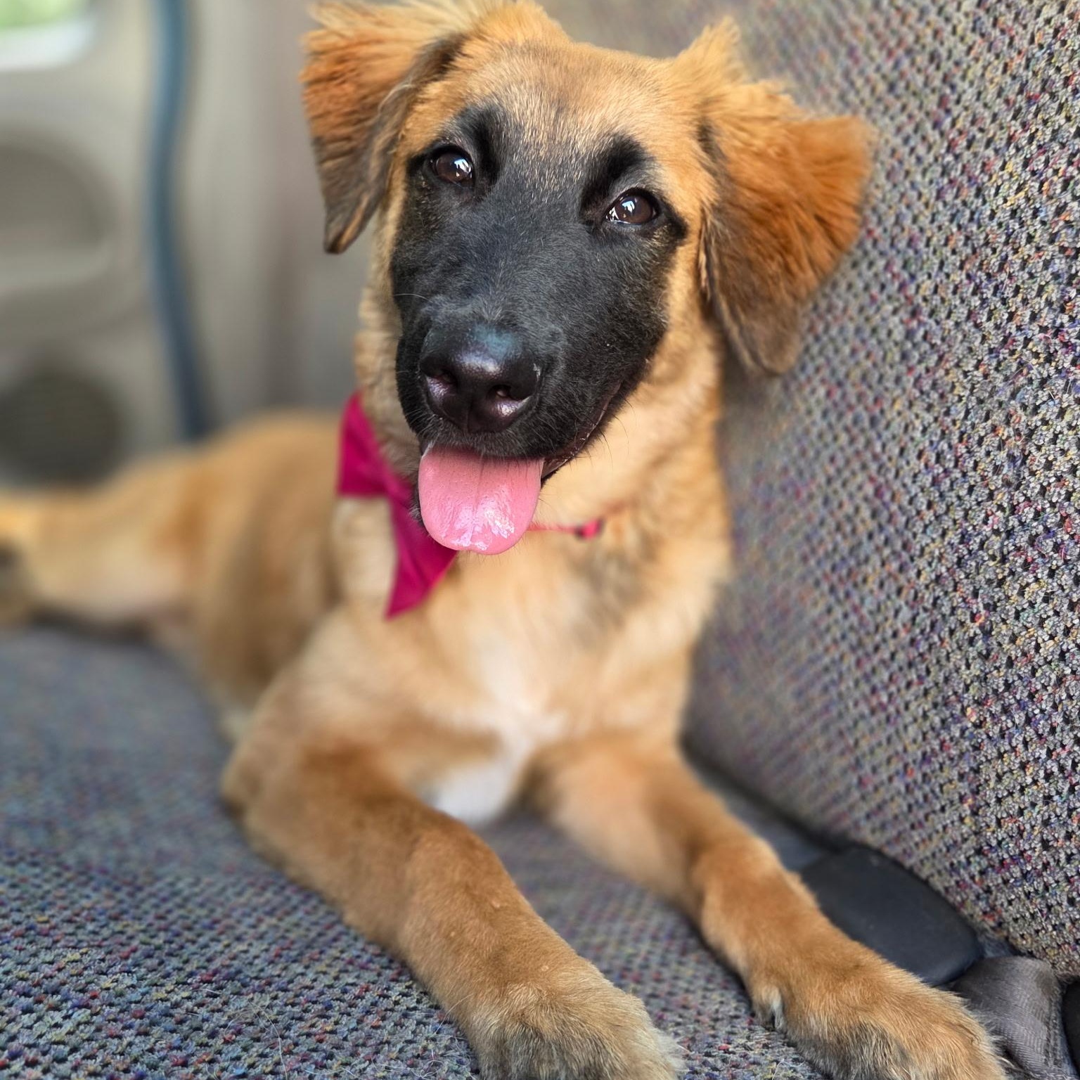 Clover, a Adoptable mixed breed in Charlotte , NC image 2/6