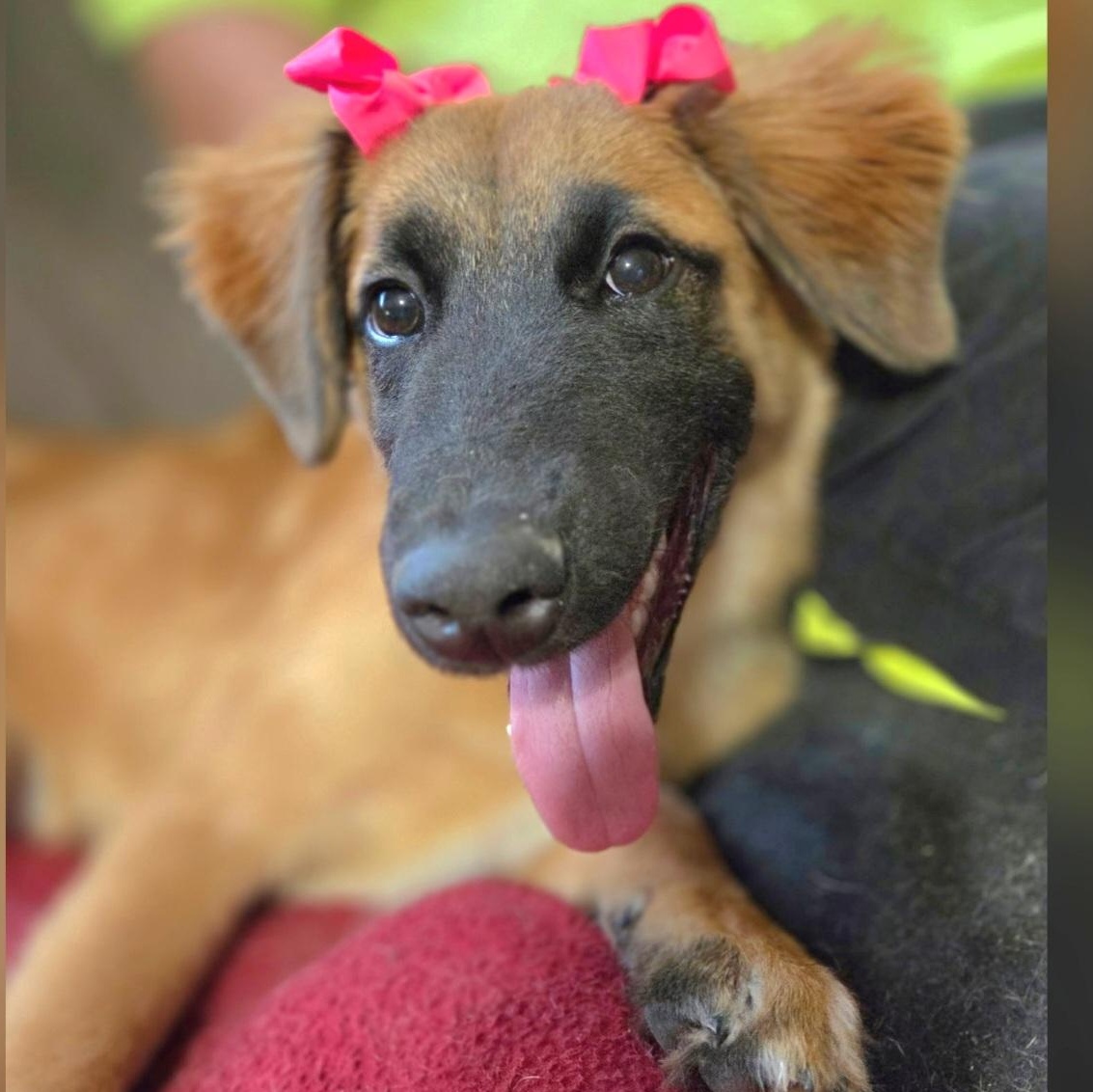 Clover, a Adoptable mixed breed in Charlotte , NC image 1/6