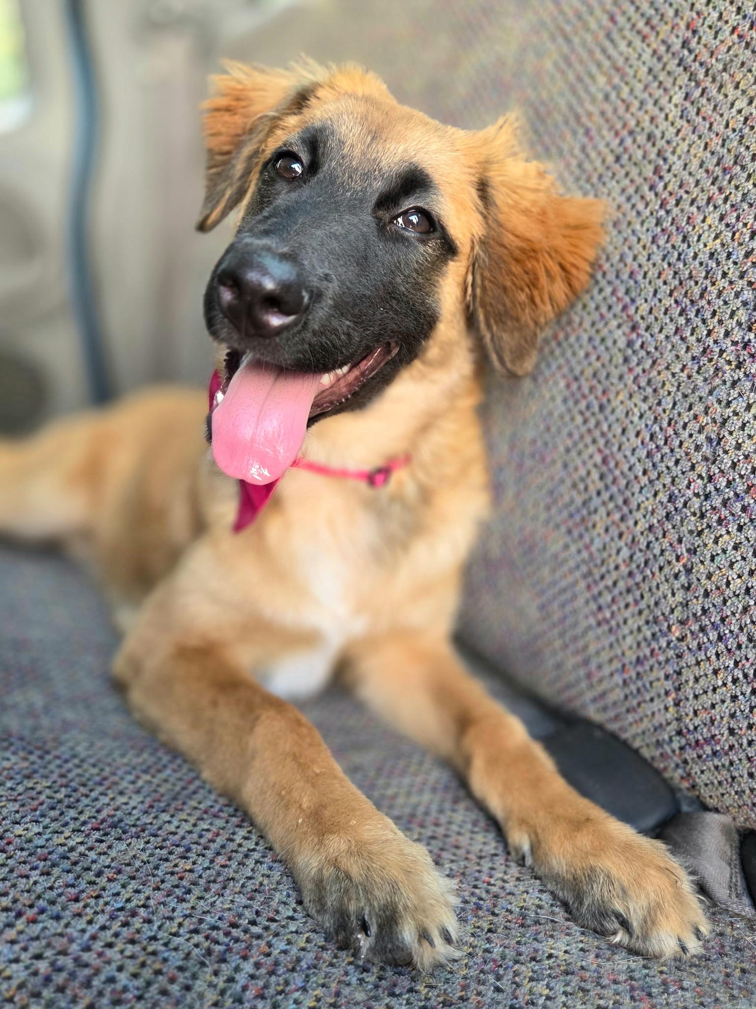 Clover, a Adoptable mixed breed in Charlotte , NC image 3/6