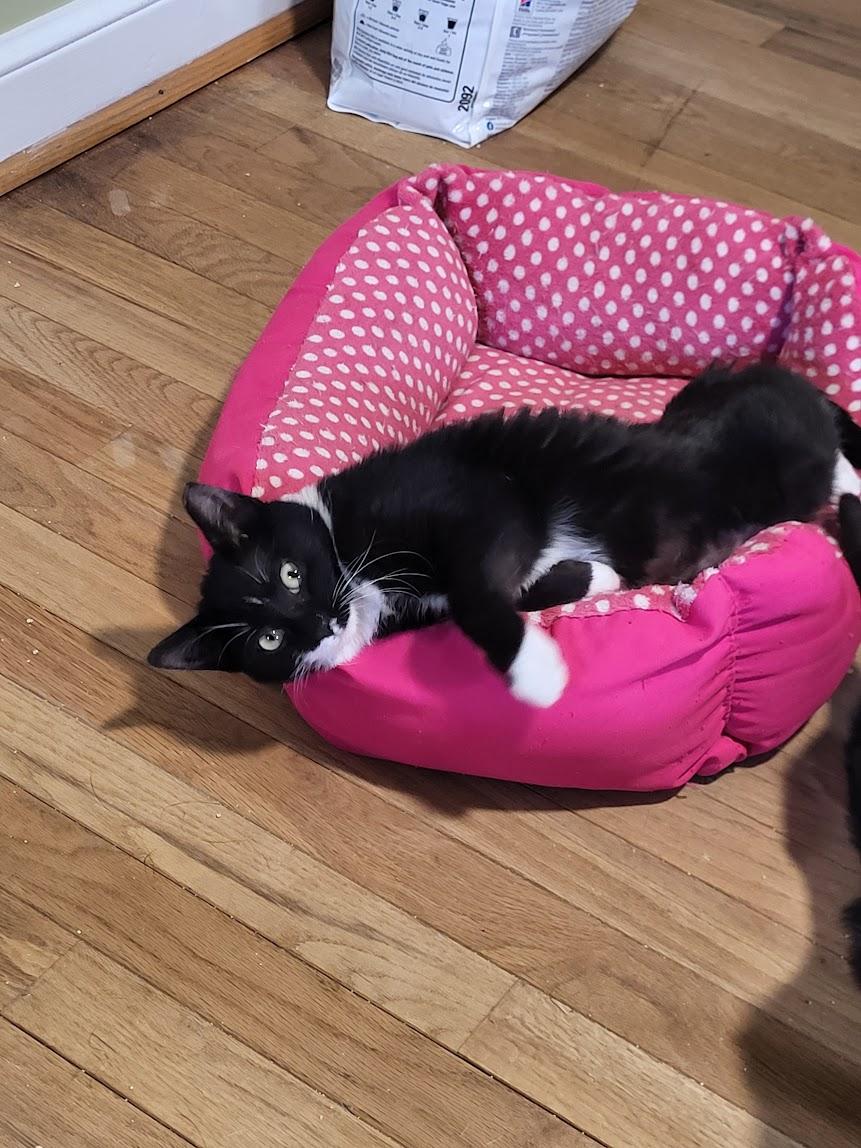 Thalia, ADOPTABLE, Young Female Tuxedo & Domestic Short Hair.