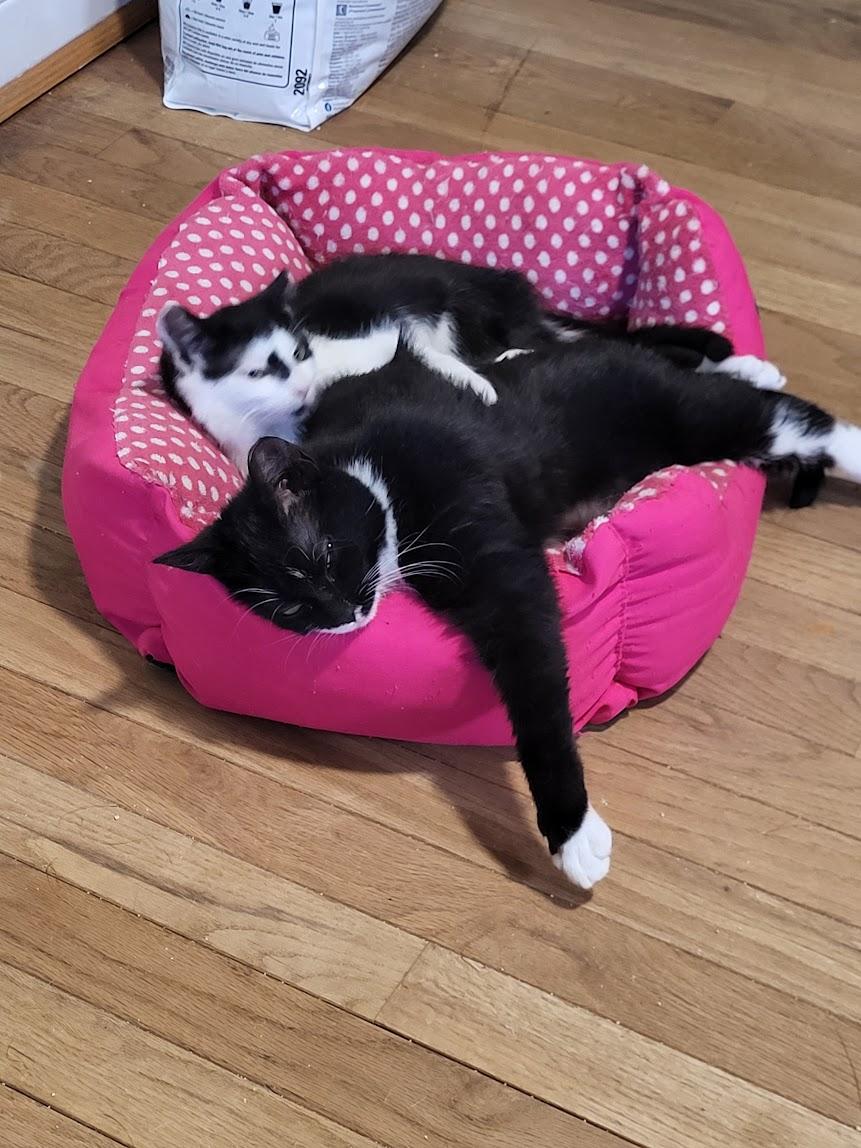 Enlarge Thalia, a ADOPTABLE mixed breed in Allentown, PA image 2/2