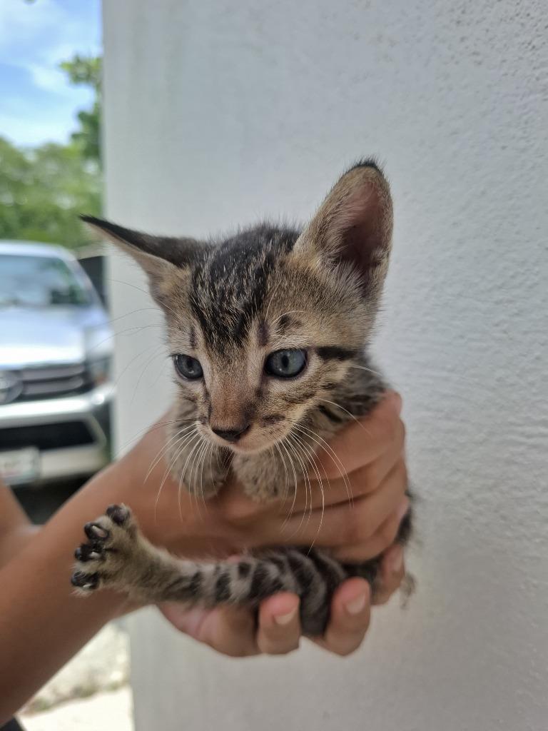 Lawless, Adoptable, Kitten Male Domestic Short Hair.