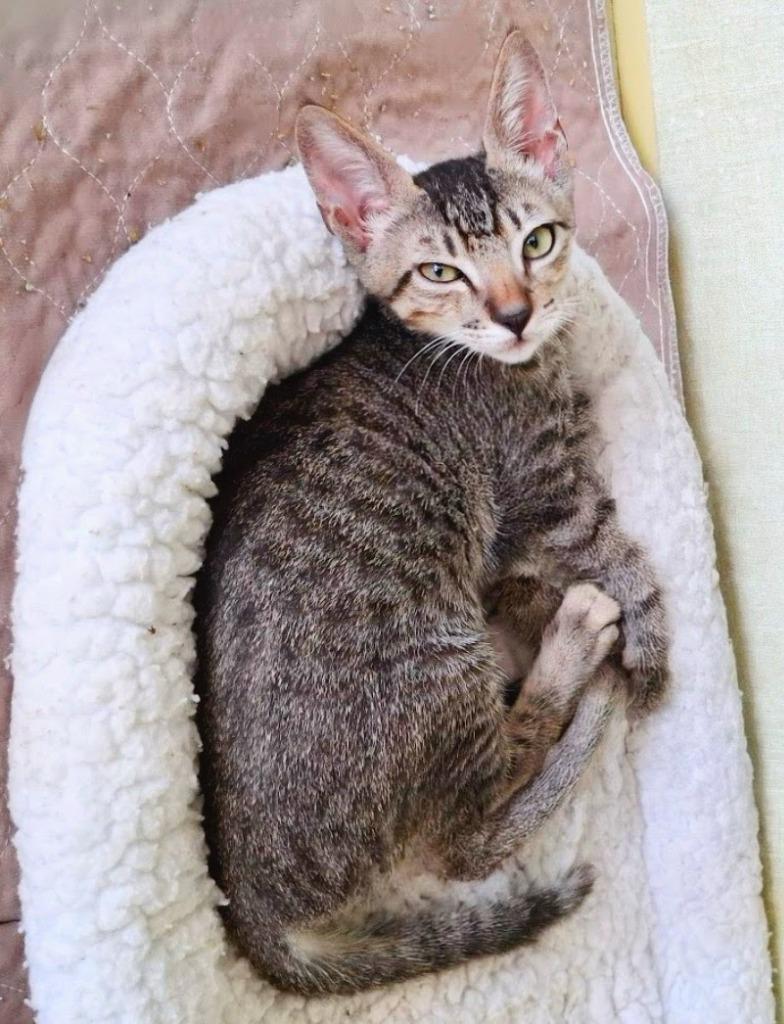 Enlarge Lawless, a Adoptable mixed breed in Blaine, WA image 2/2