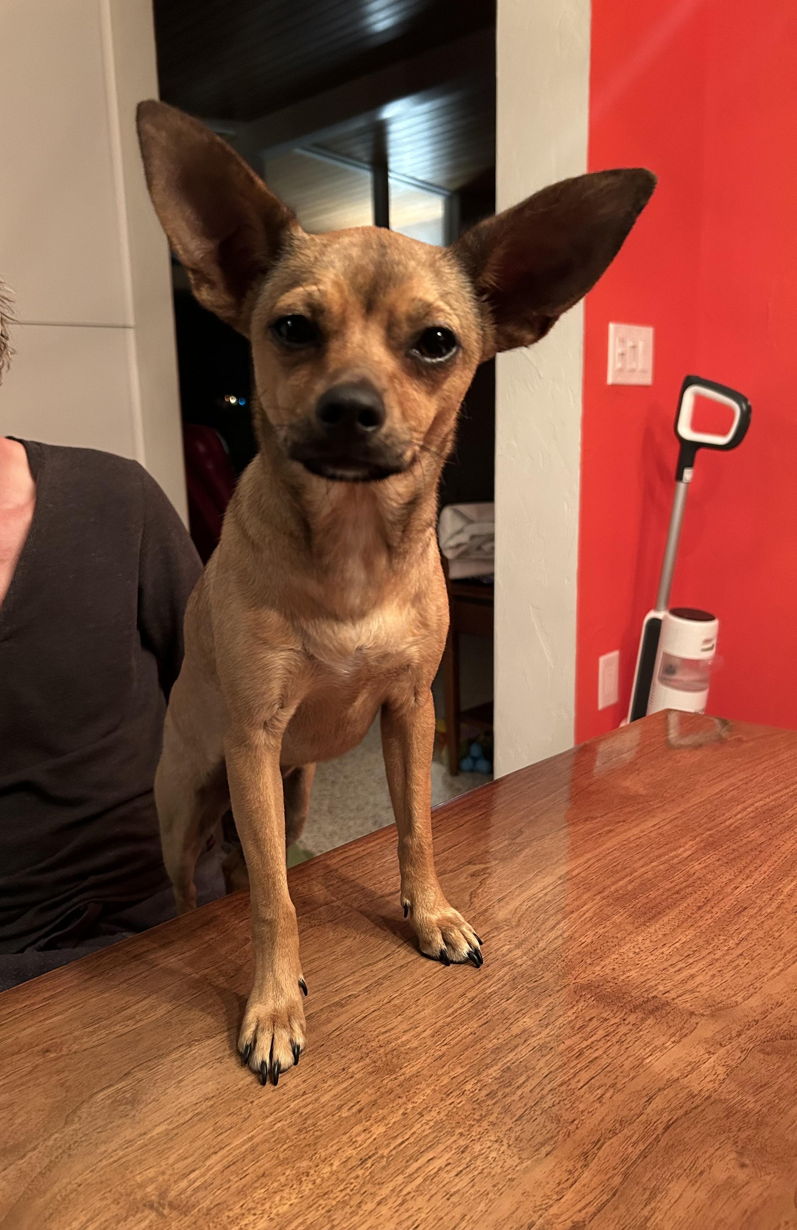 Cerise(CeCe), Adoptable, Young Female Chihuahua.