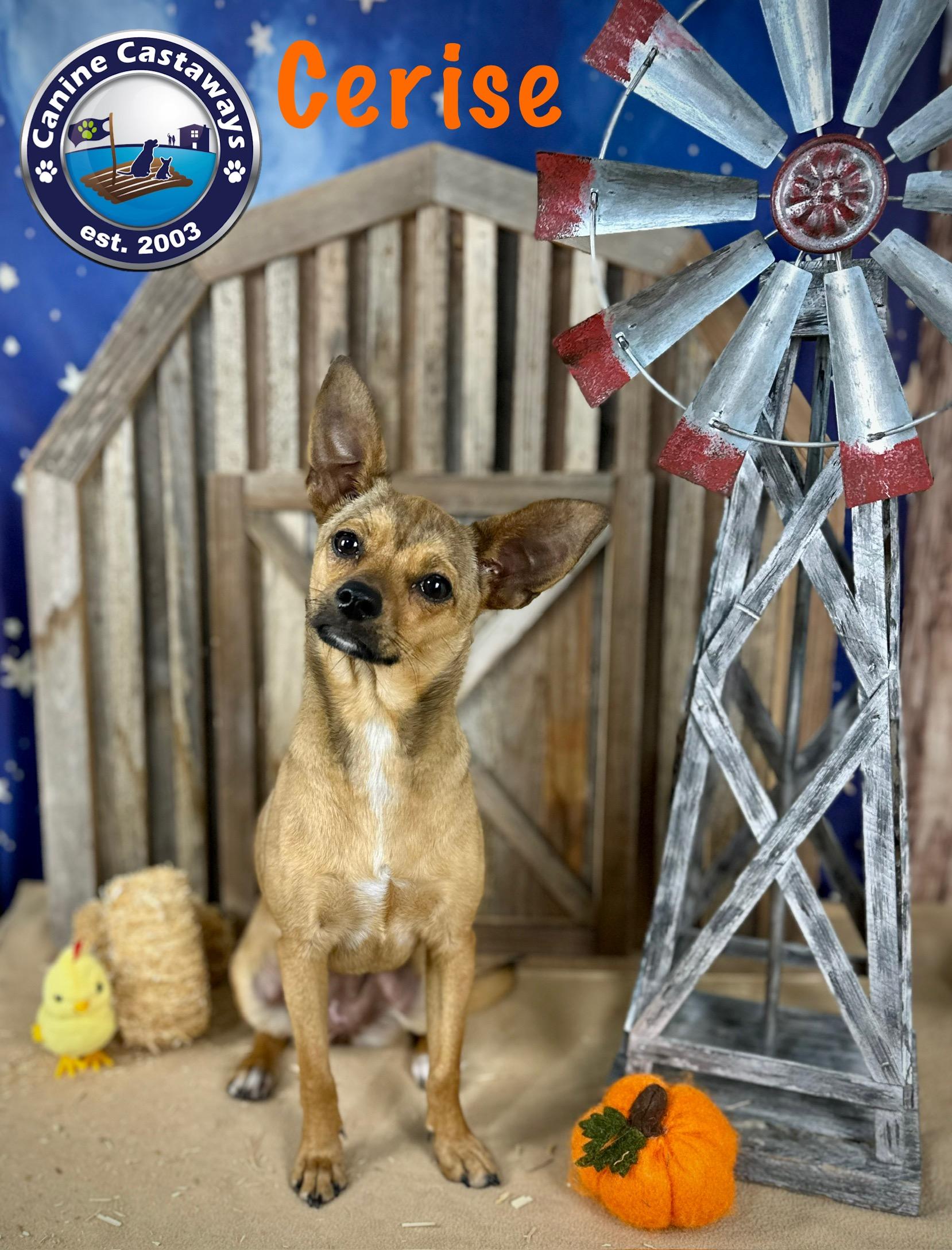 Cerise, a Adoptable Chihuahua in Arcadia, FL image 1/6