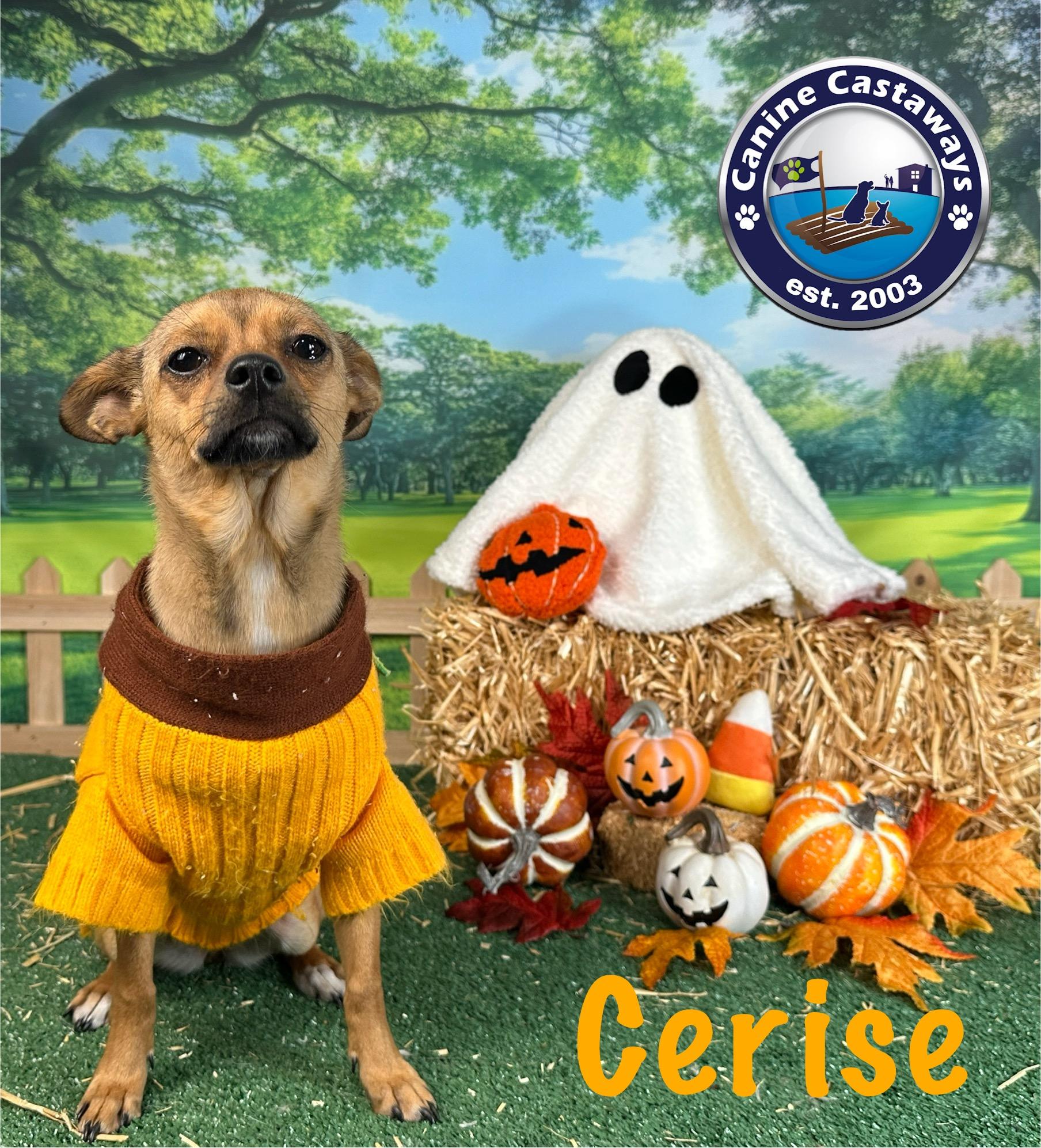 Cerise, a Adoptable Chihuahua in Arcadia, FL image 2/6