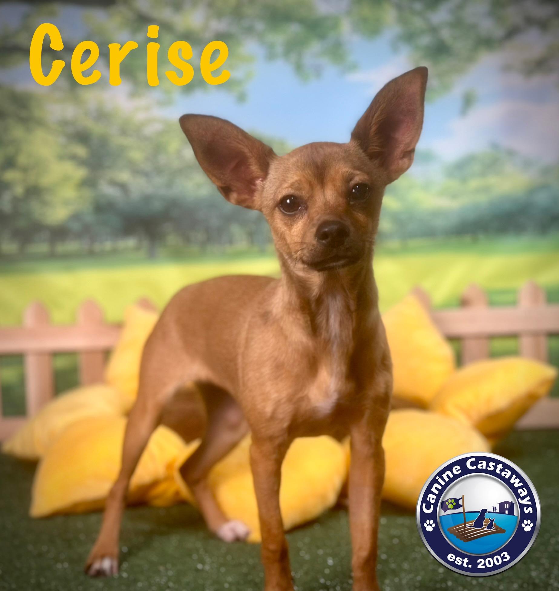 Cerise, a Adoptable Chihuahua in Arcadia, FL image 6/6